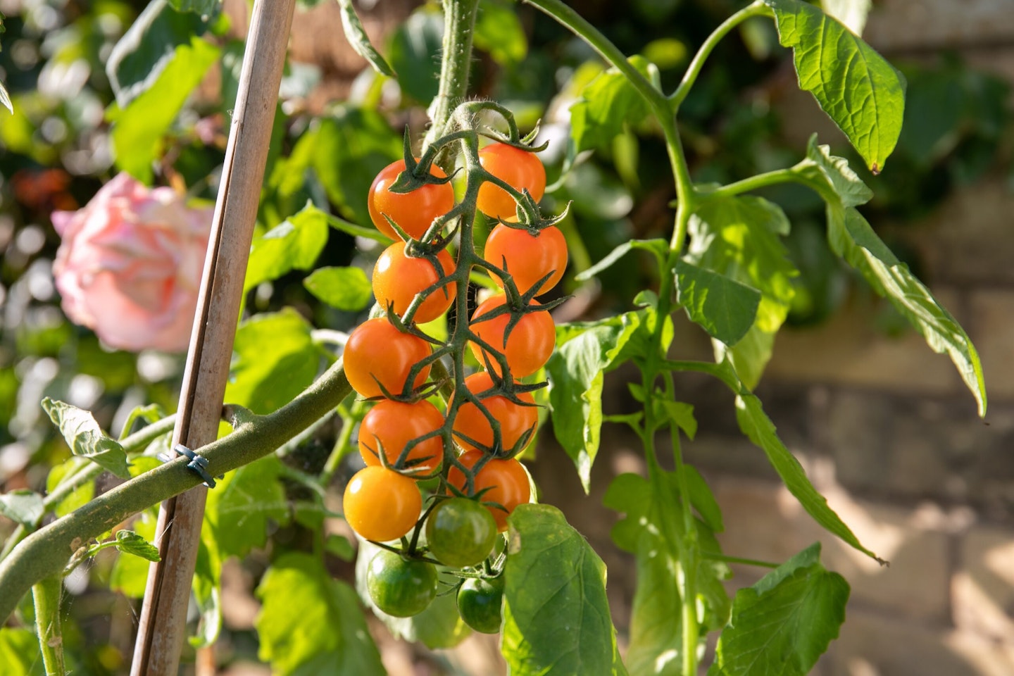 Marshalls Garden Tomato plant Sungold cover