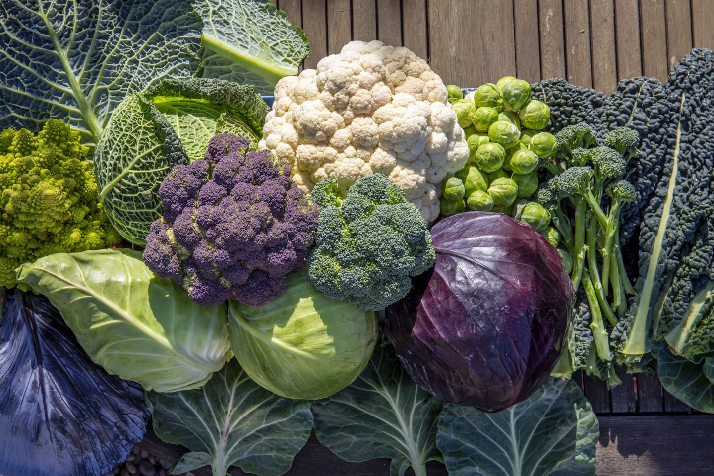 Marshalls Garden collection of Mixed Brassicas