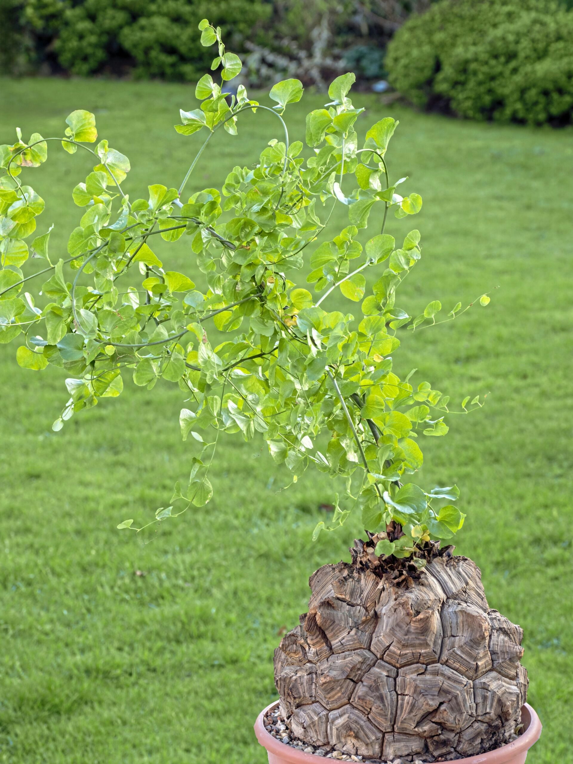 Dioscorea elephantipes lies dormant in summer and grows an attractive vine in winter