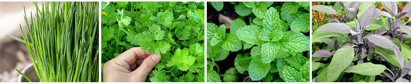 Four more culinary herbs to grow