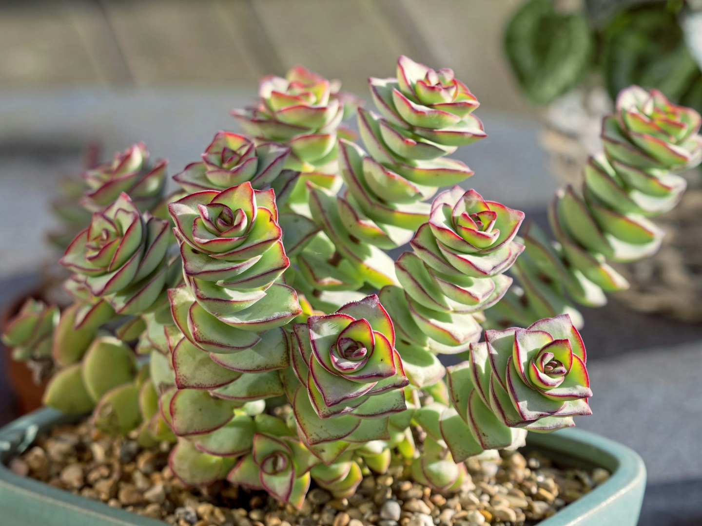 Crassula perforata looks good in the autumn