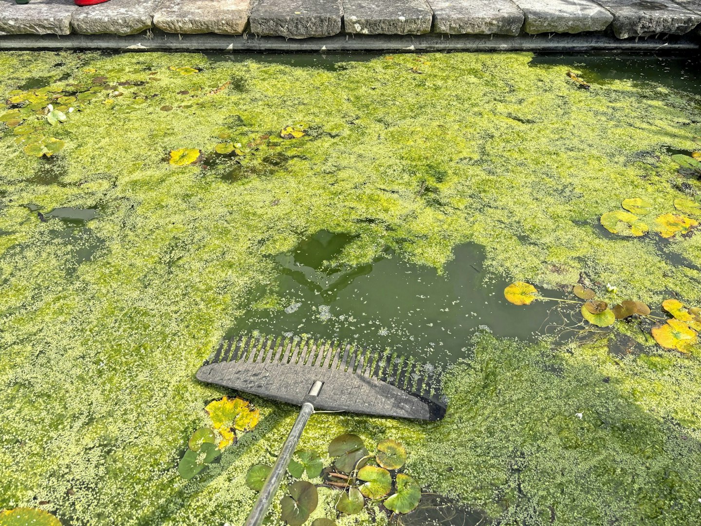 Clear pond weed