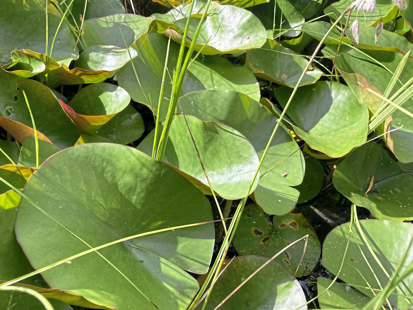 Congested lily plants.