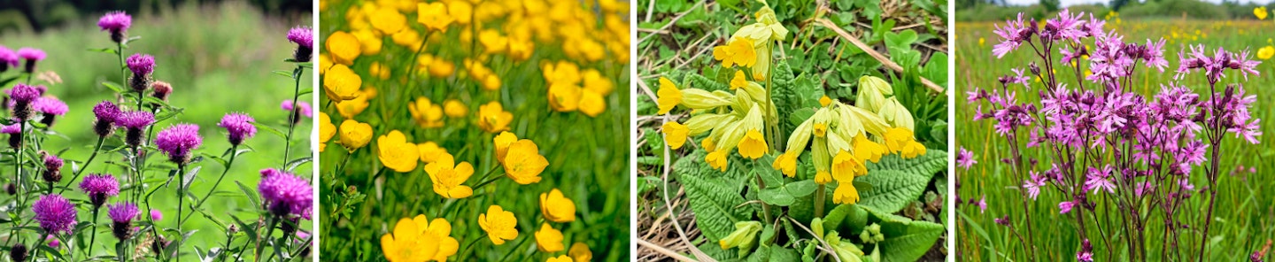 Four wildflowers to sow in clay soils