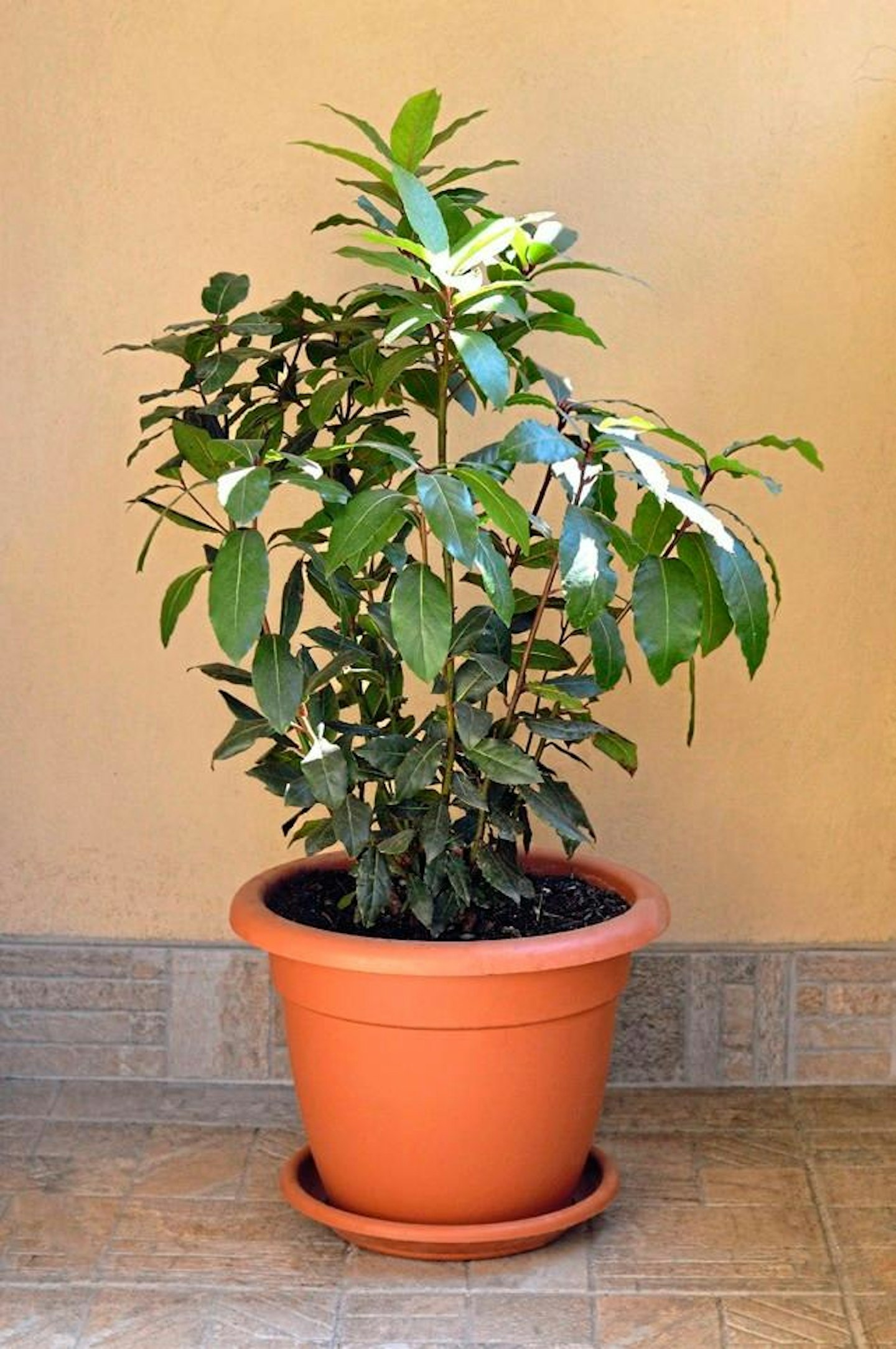 Healthy bay tree in pot