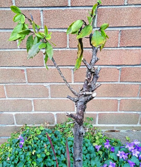 What can I do about my poorly bay trees? | %%channel_name%%