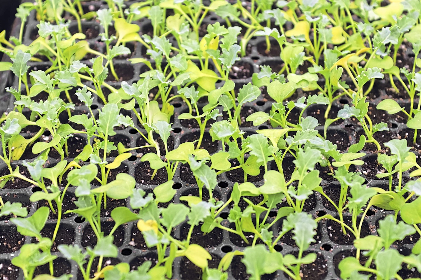 Rows of young kale seedlings growing in greenhouse trays