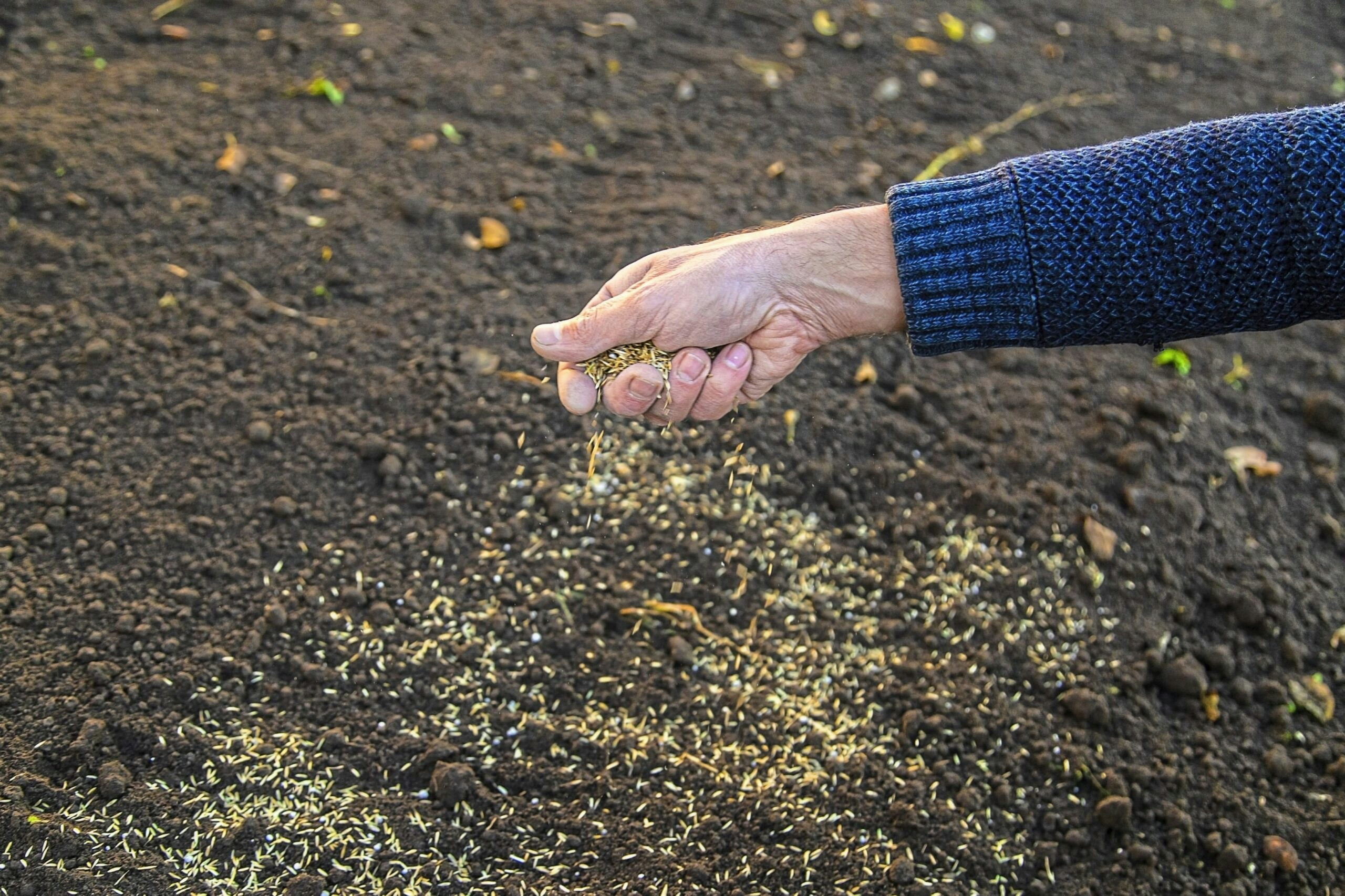 Make sure the ground is well prepared and free of weeds before sowing seed