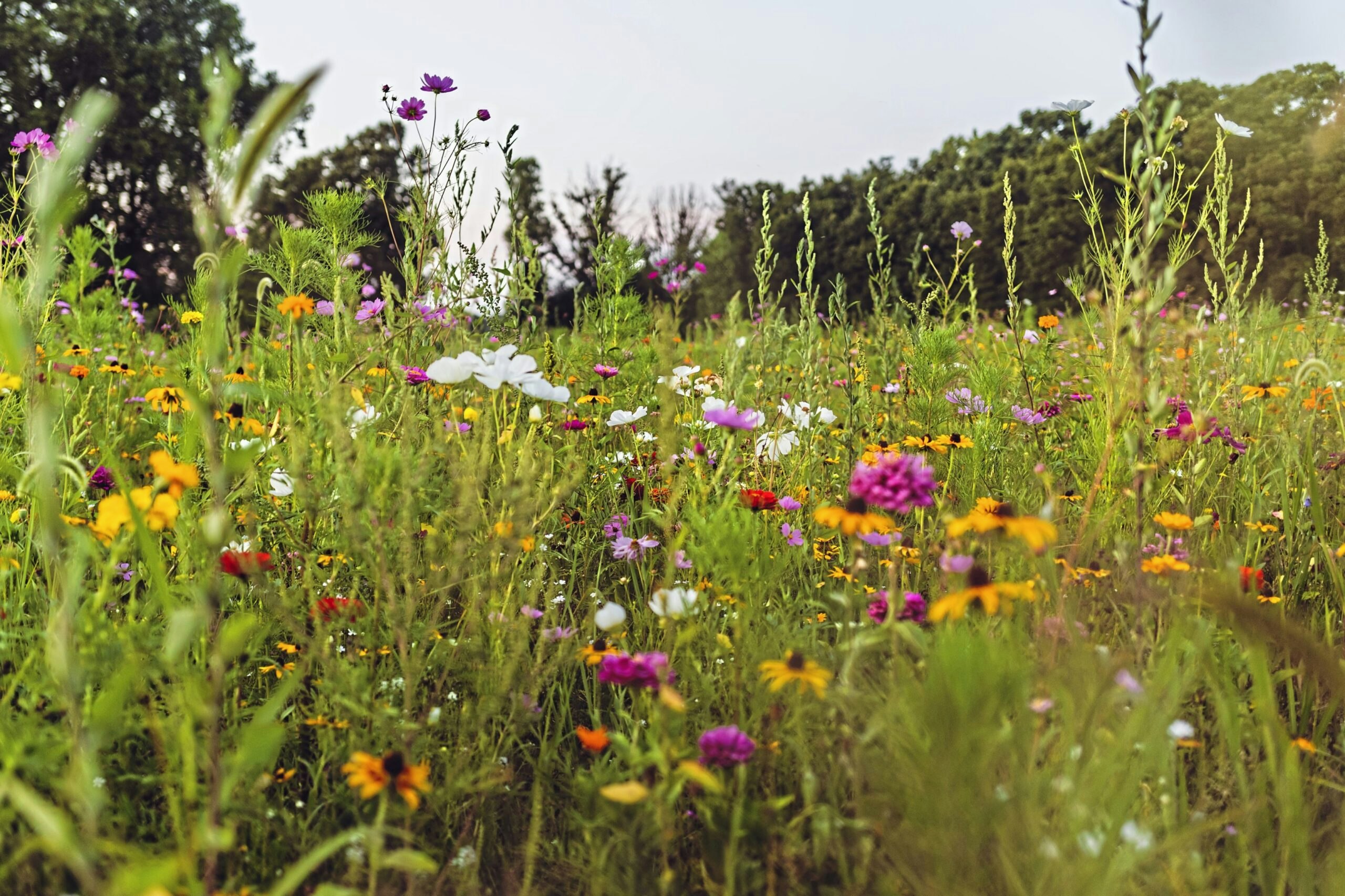 A wildflower area does need some maintenance to avoid becoming a weedy patch of grasses