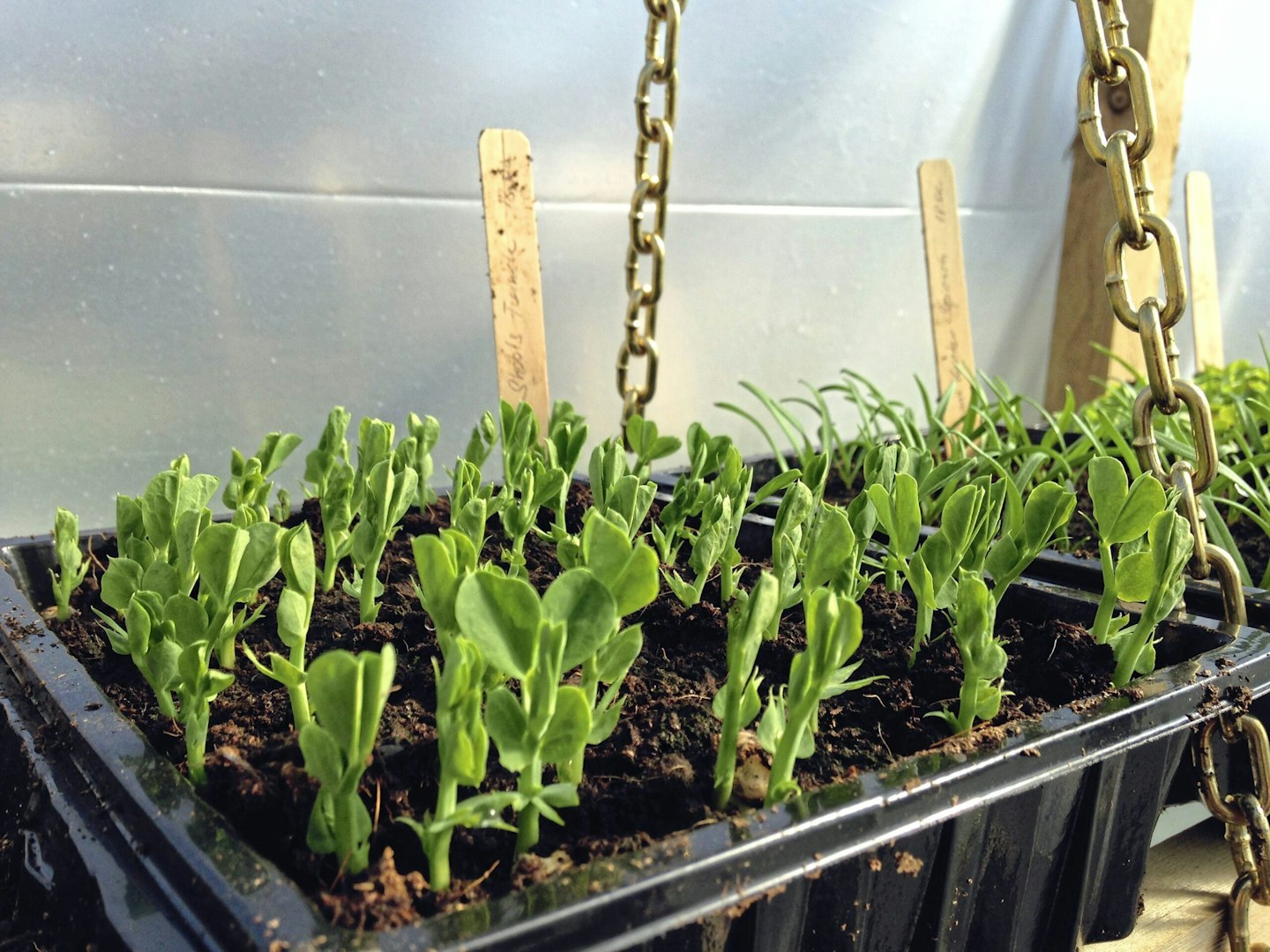 Peashoots growing in a greenhouse