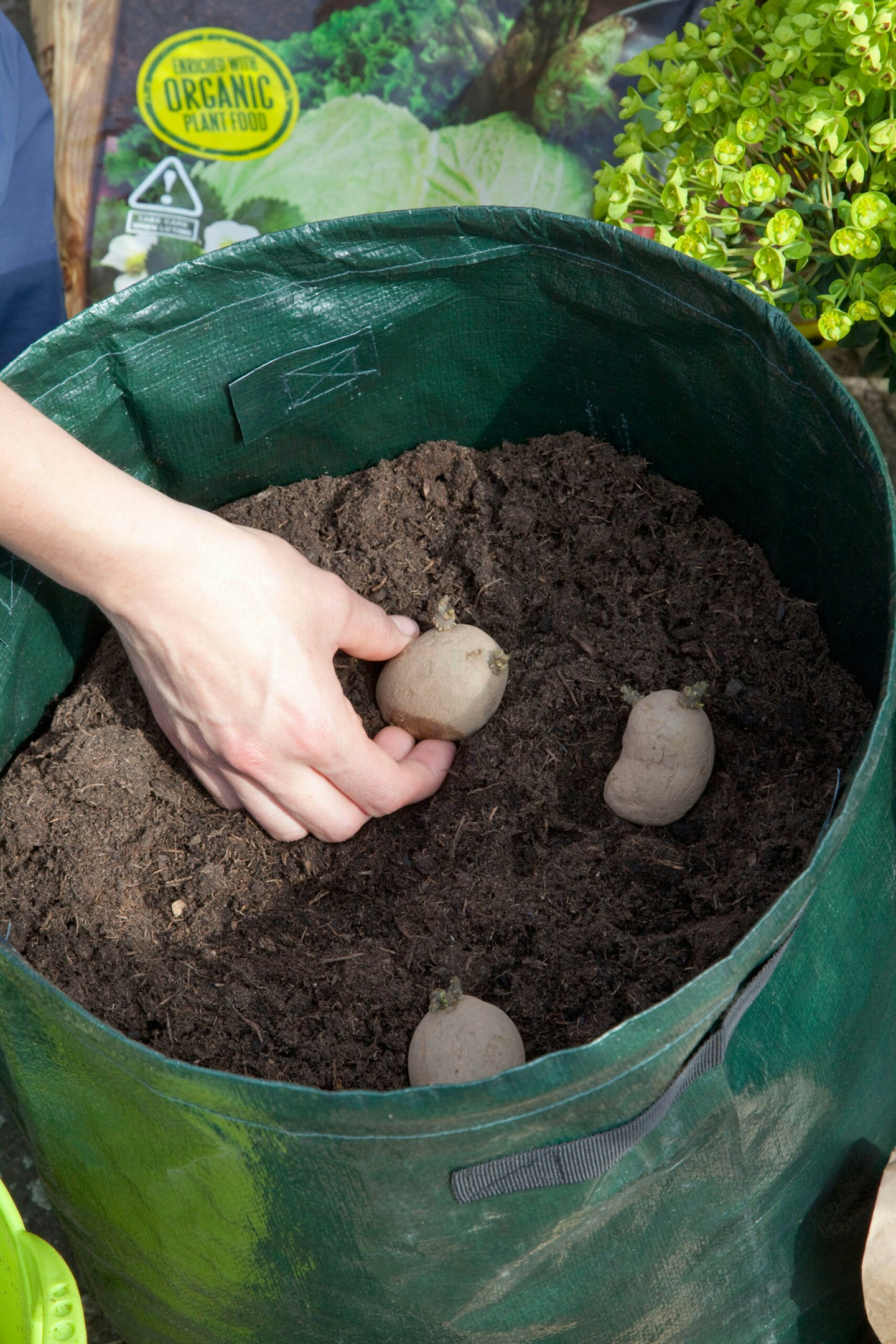 Planting potatoes, Solanum tuberosum 'Linda' in grow-bags