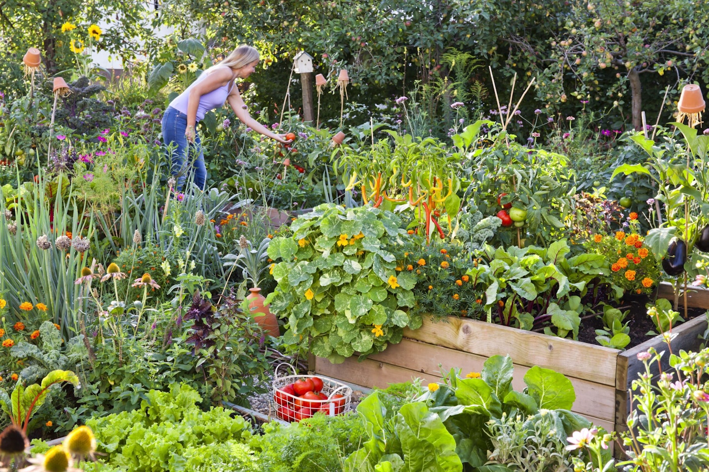 Kitchen garden with raised beds full of crops and flowers - nasturtium and French marigold. Woman in background picking tomatoes from raised bed.
