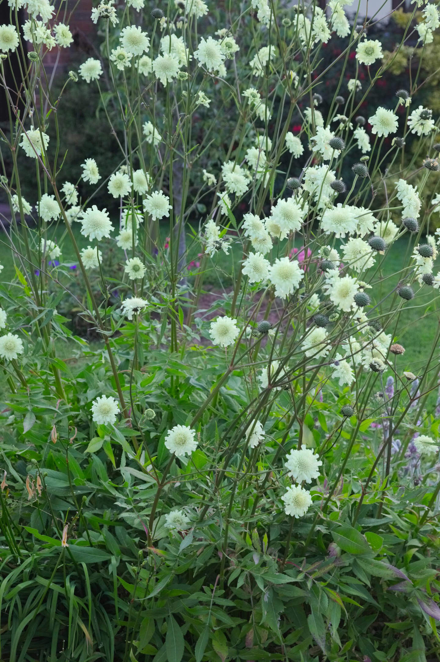 Cephalaria gigantea in late June