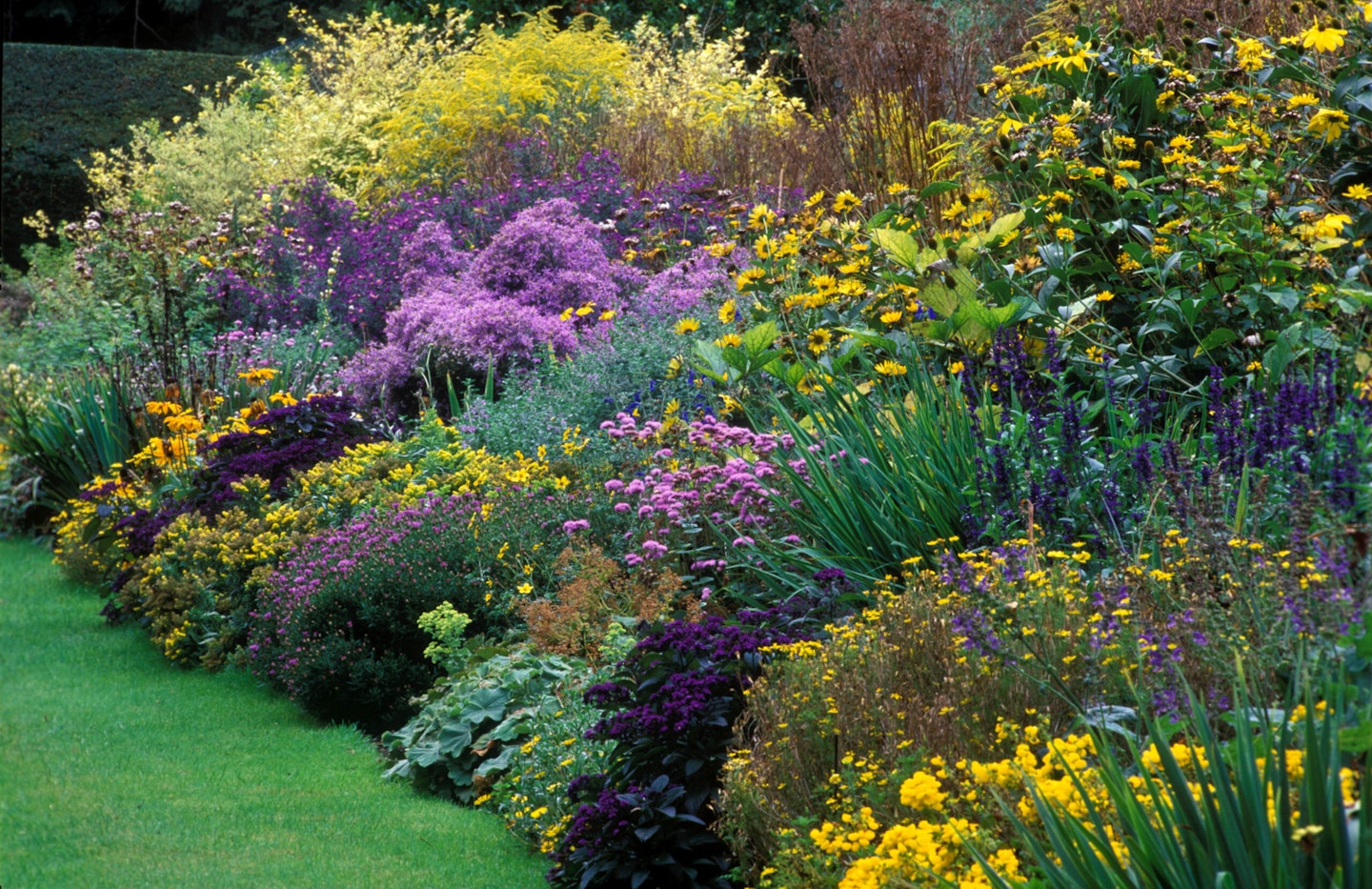 A blue and yellow autumn border with helianthus, aster, solidago, heliotrope, and salvia