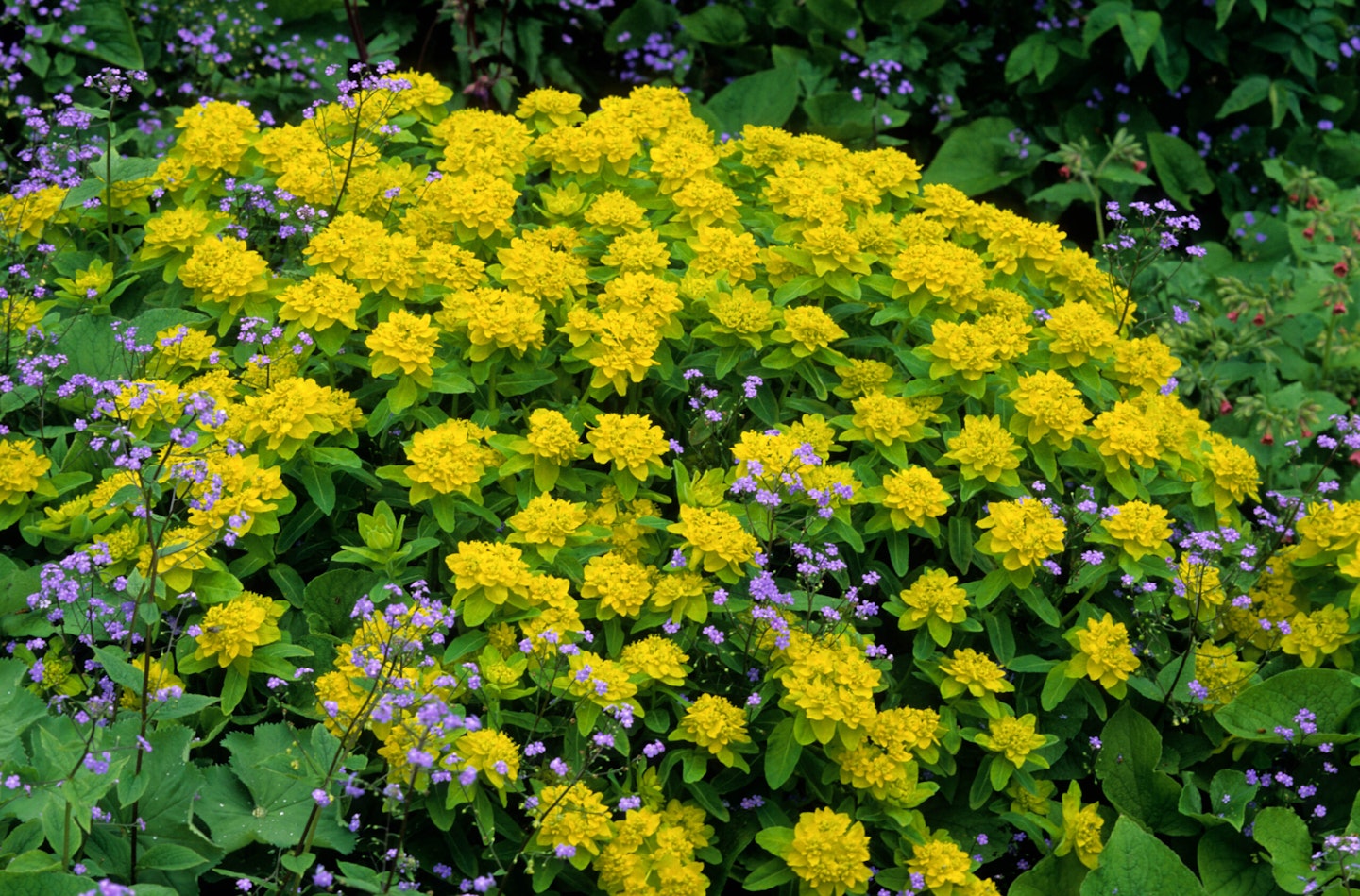 Bright acid-yellow Euphorbia epithymoides
