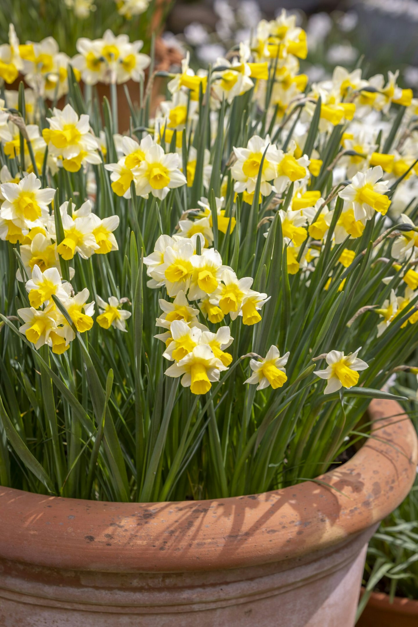 Narcissus 'Golden Echo' in a terracotta pot