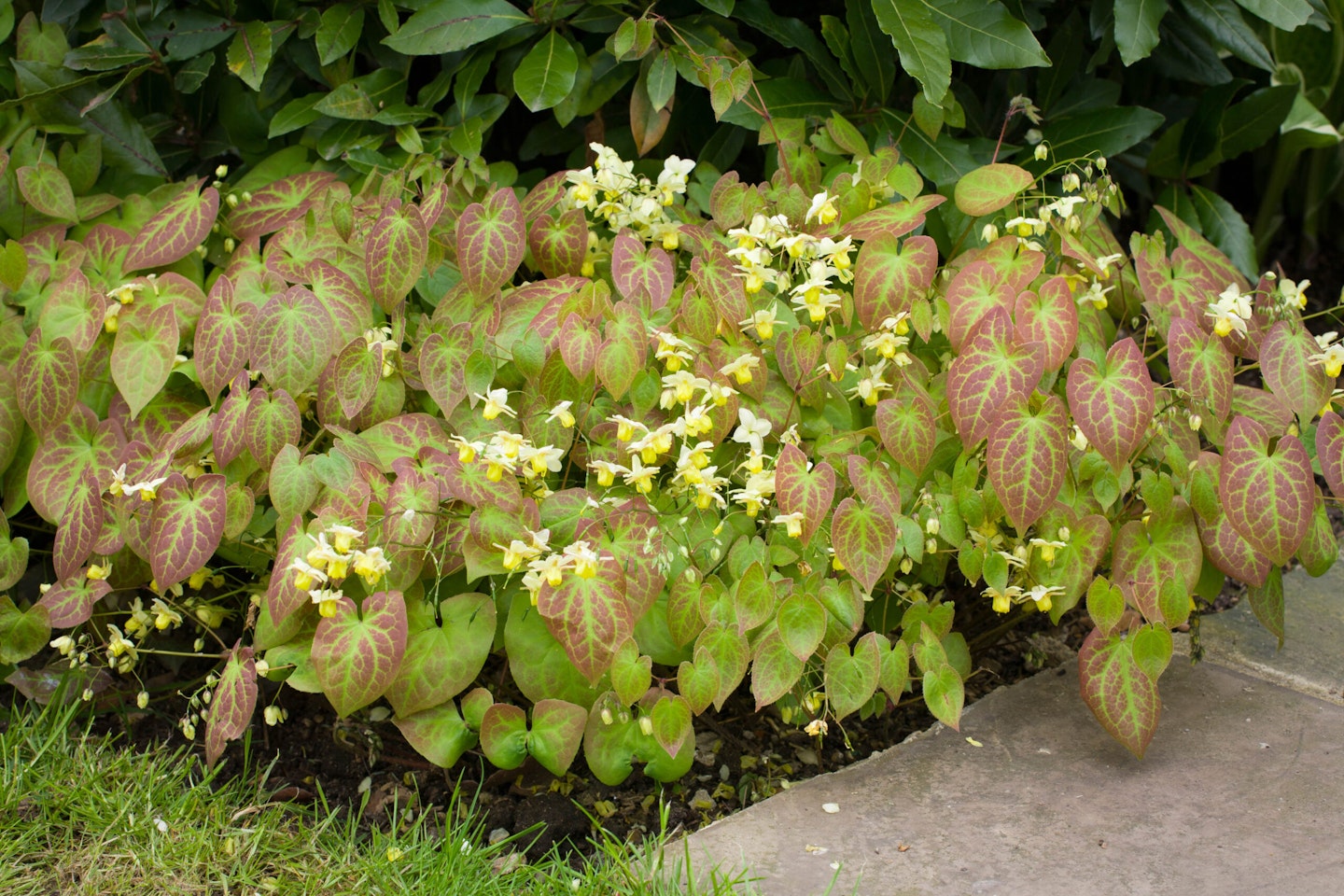 Epimedium versicolor 'Sulphureum' AGM in spring