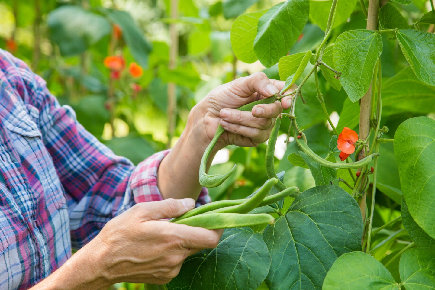Woman harvesting Runner Bean 'Wisley Magic'.