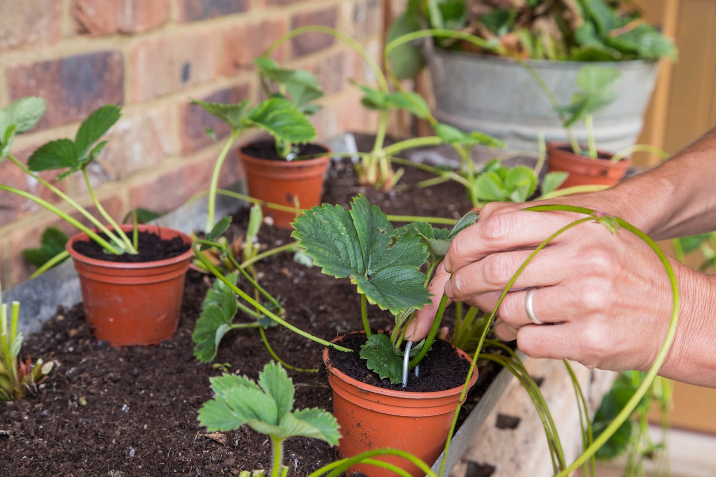 Strawberry 'Pegasus', trimming back and planting runners