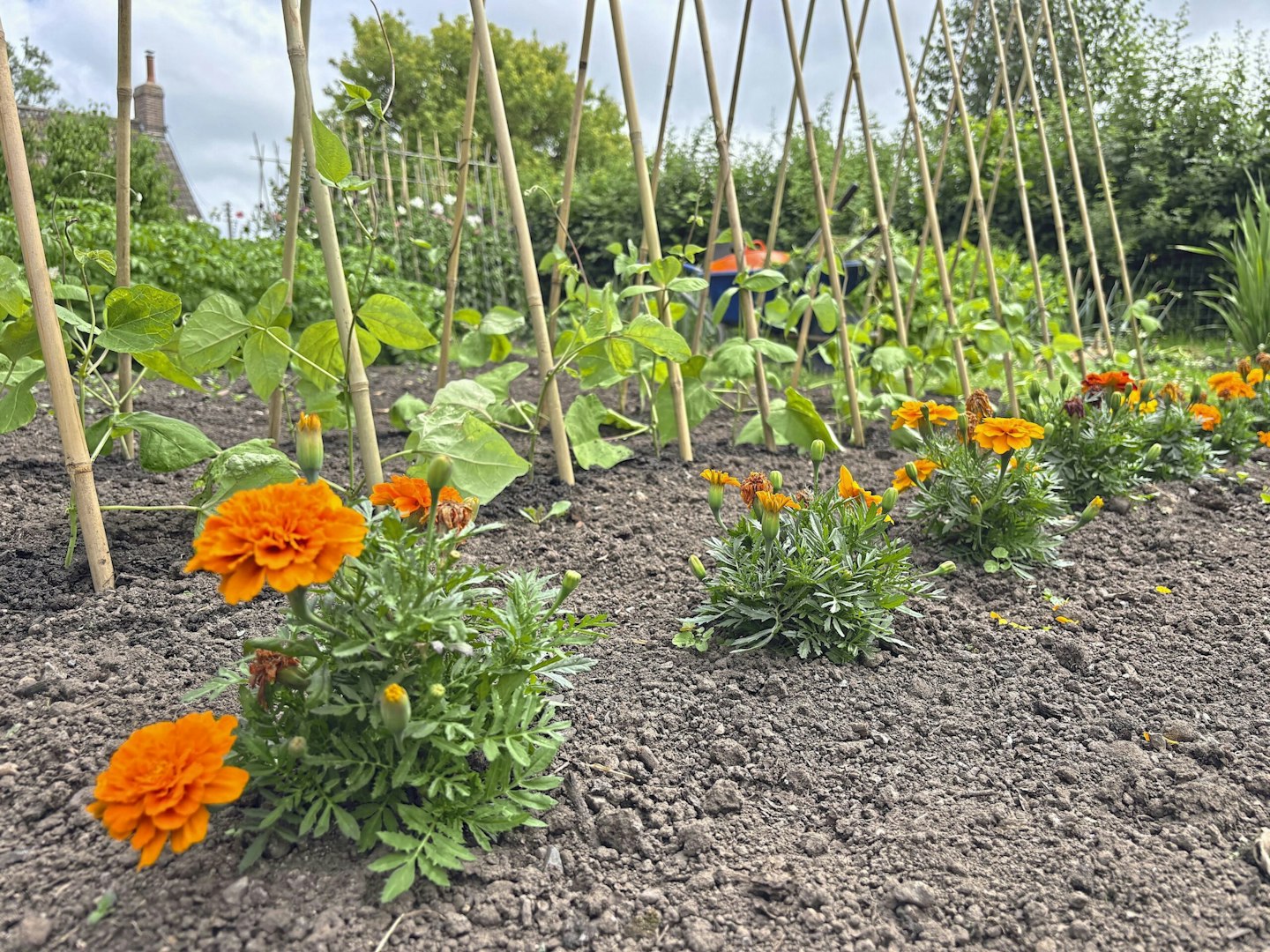 Companion planting of beans and marigolds