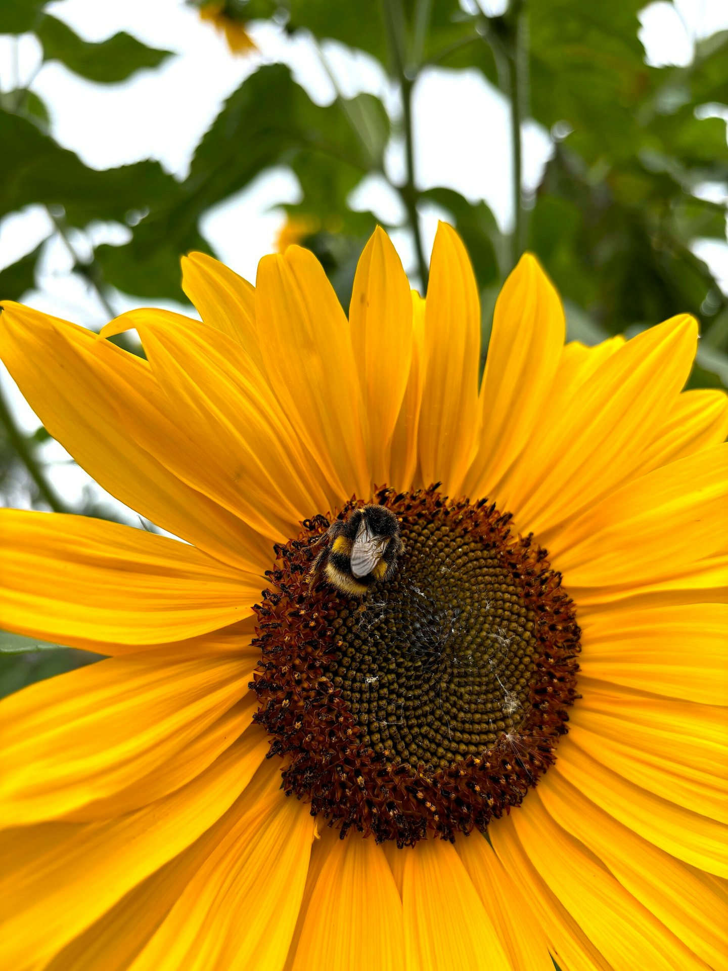 A bee on a sunflower