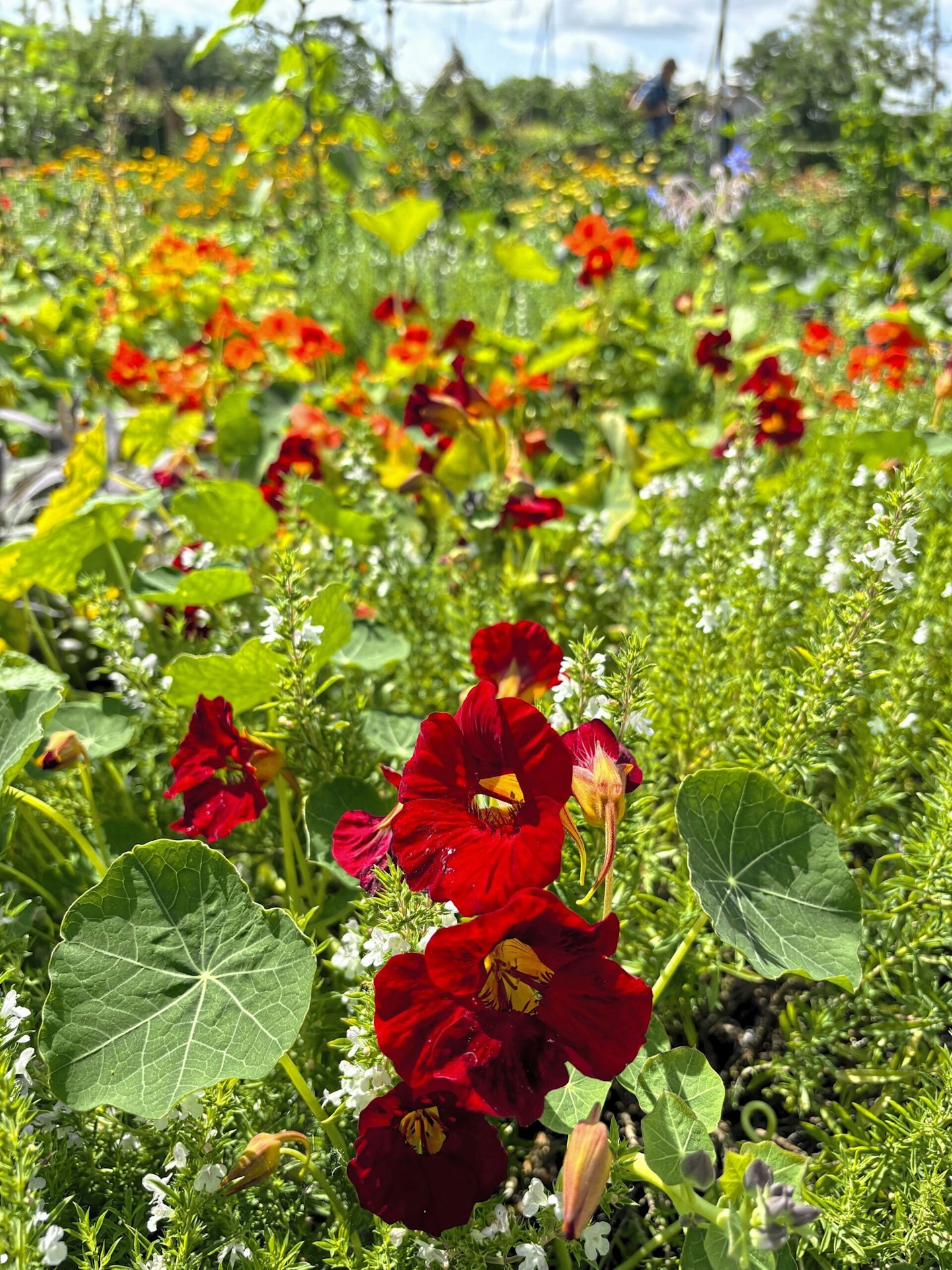 Pretty nasturtiums growing in a veg plot