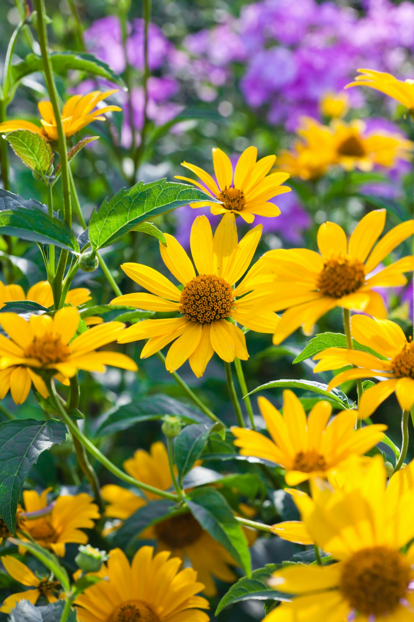 Heliopsis helianthoides 'Summer Nights'