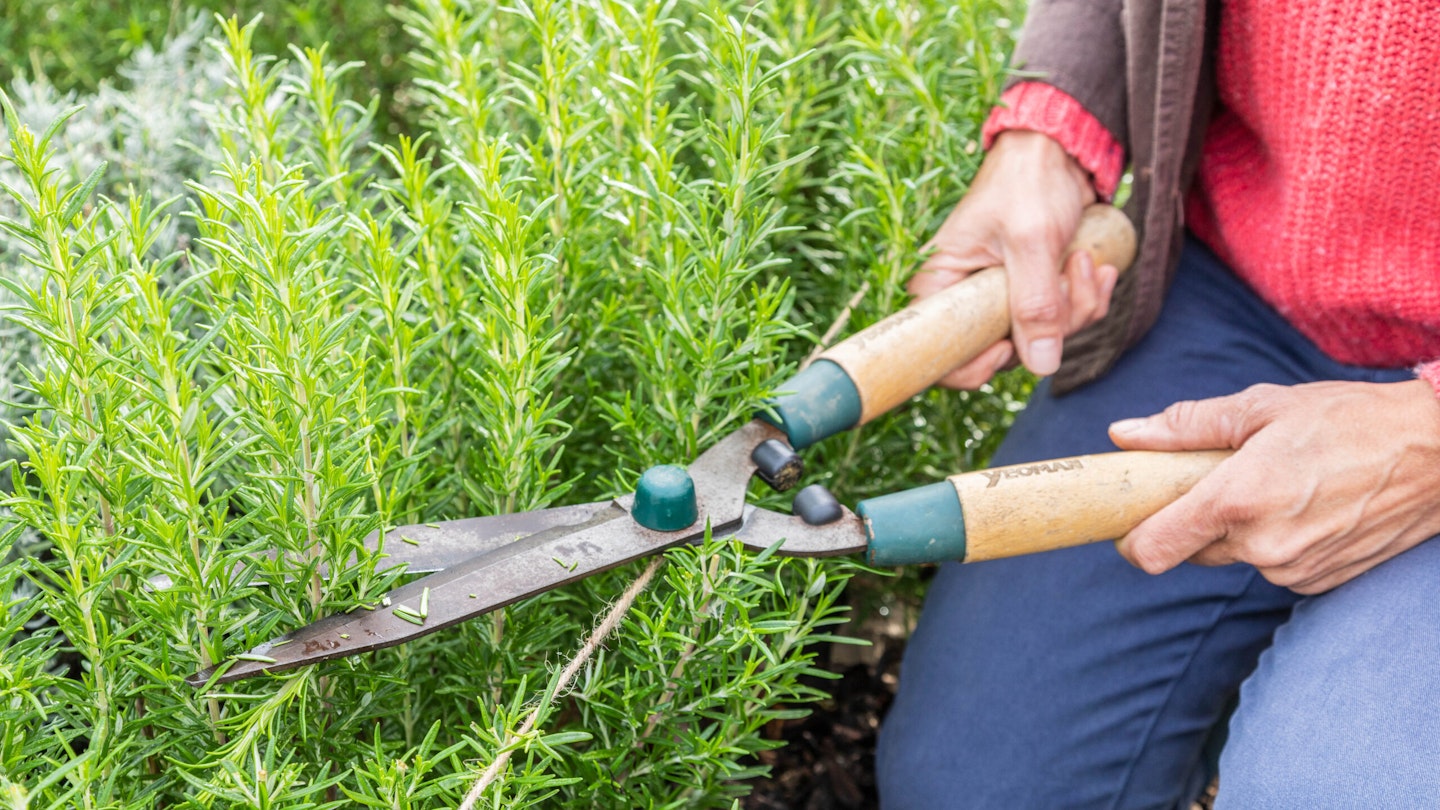 Mistake 1: Overwatering or Underwatering