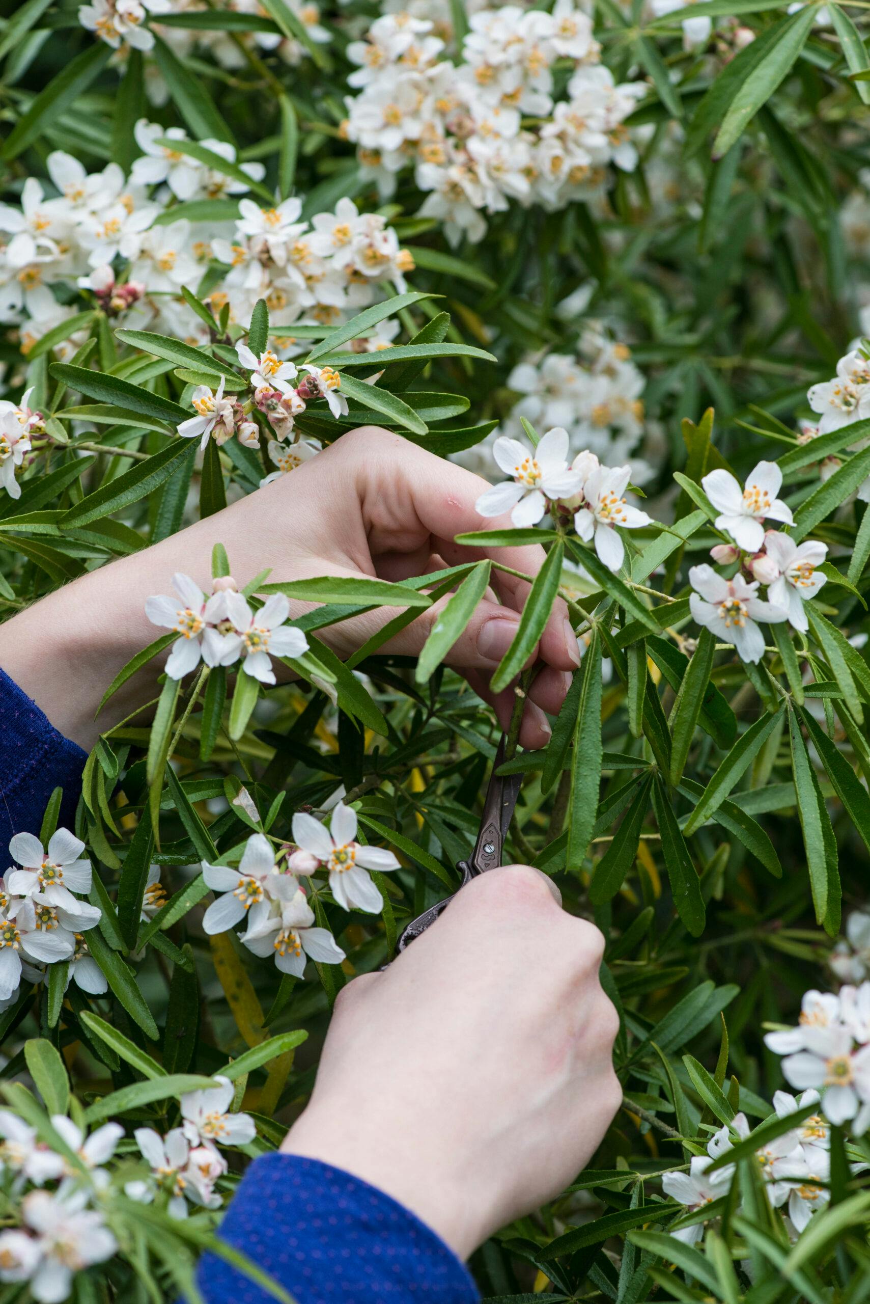 Top 10 evergreen shrubs that thrive in clay soil
