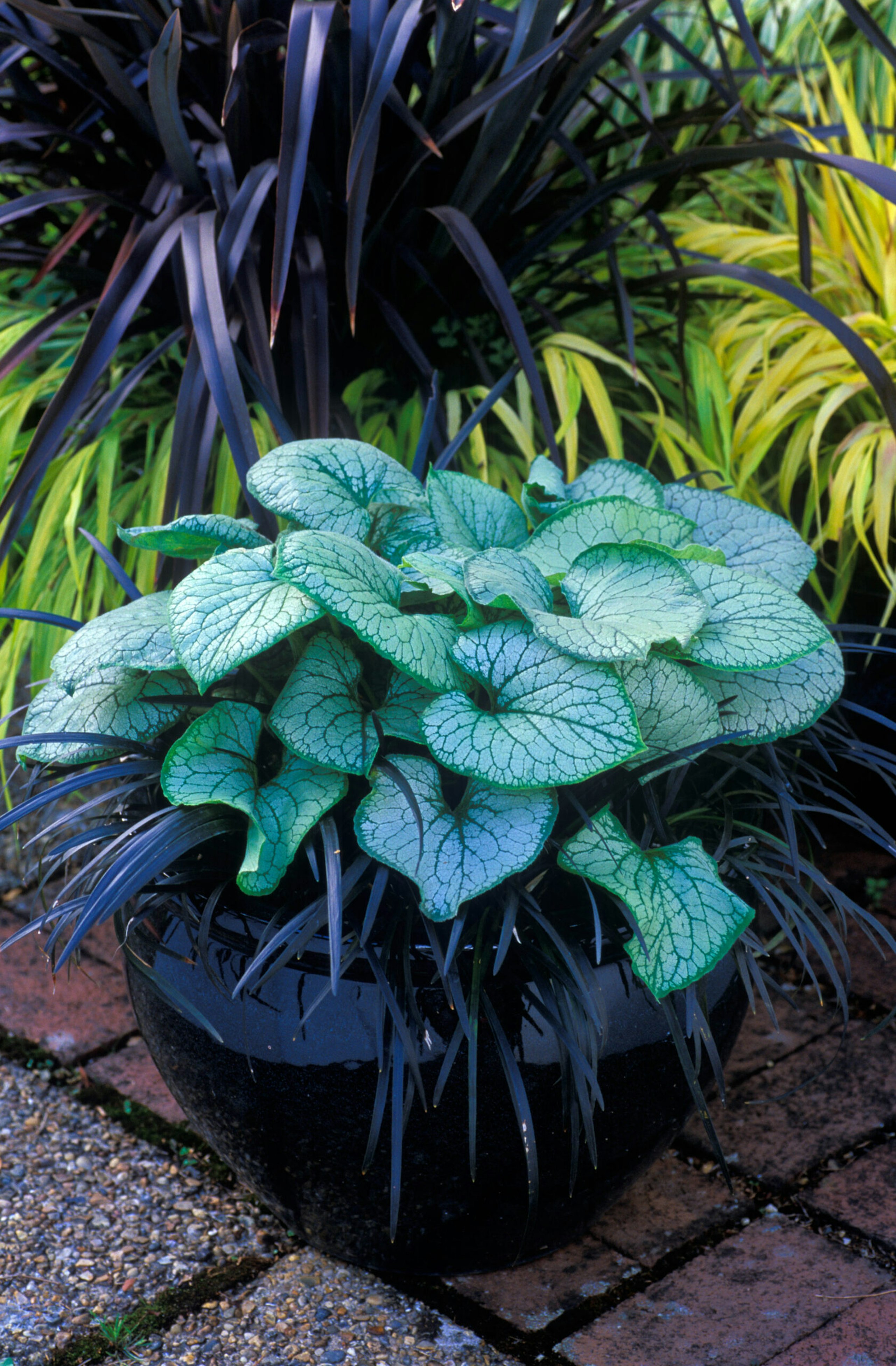 Brunnera macrophylla 'Jack Frost' - Sibrerian Bugloss and Ophiopogon planiscapus nigrescens in a glazed container