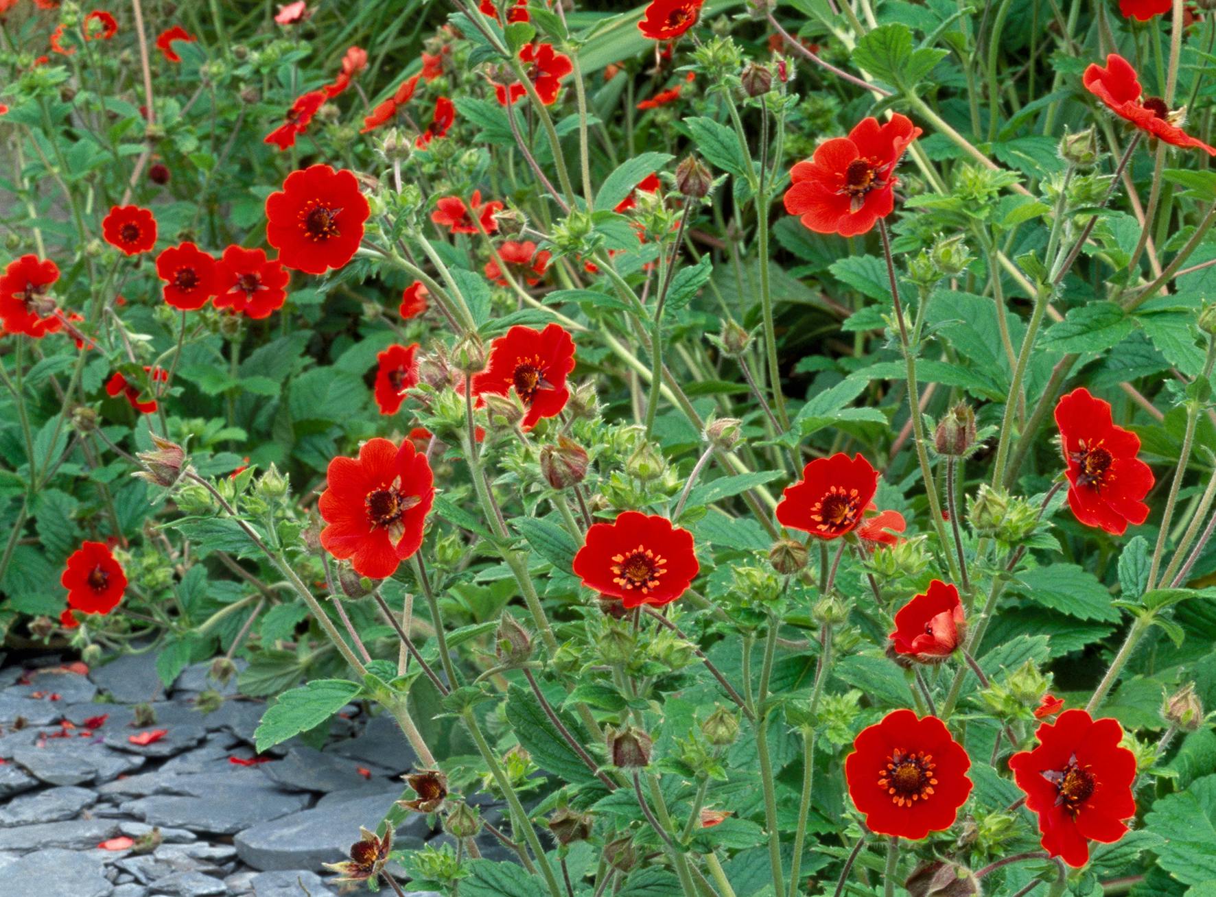 Why potentillas are the must-have plants for easy gardening