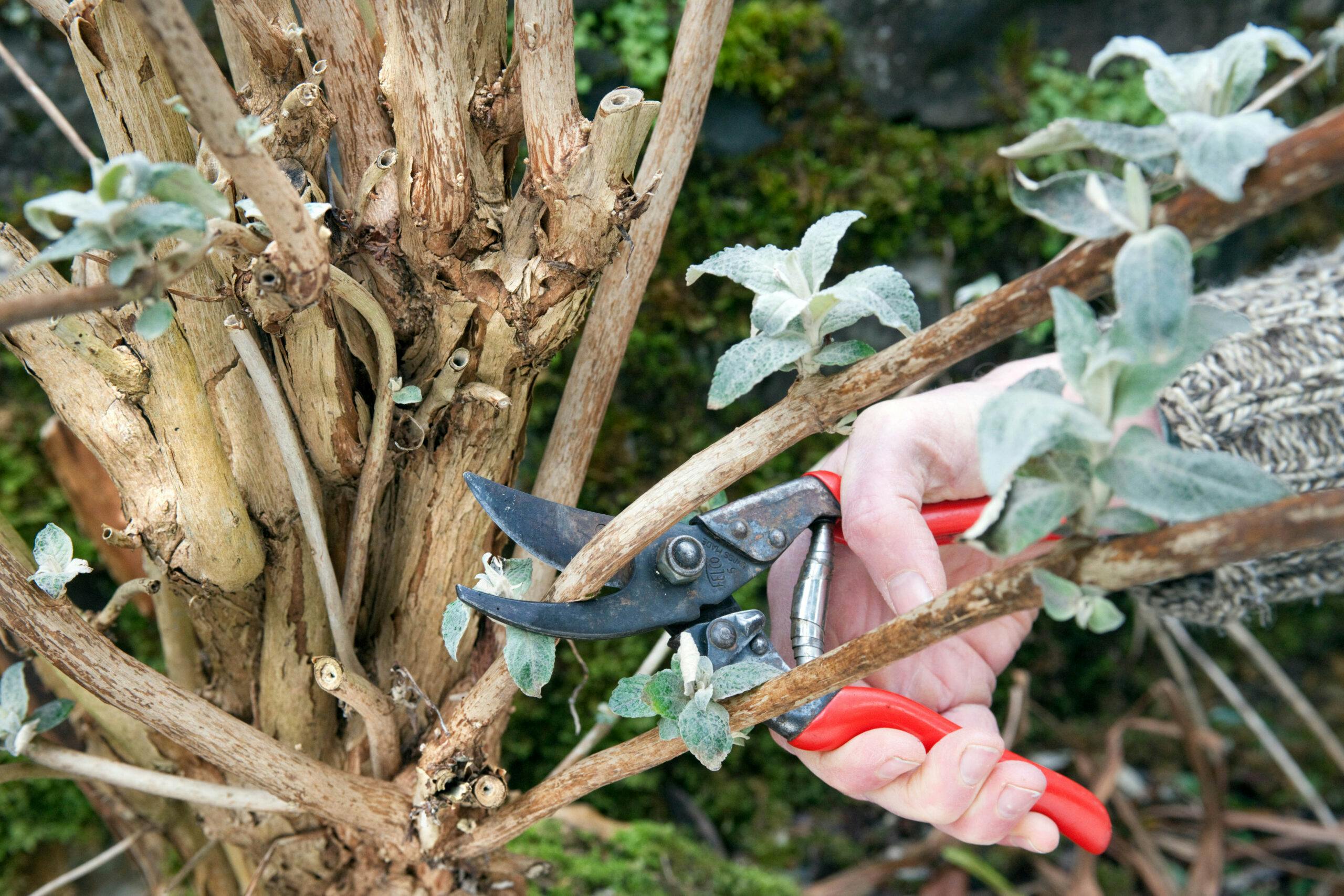How to prune your garden in late winter | %%channel_name%%