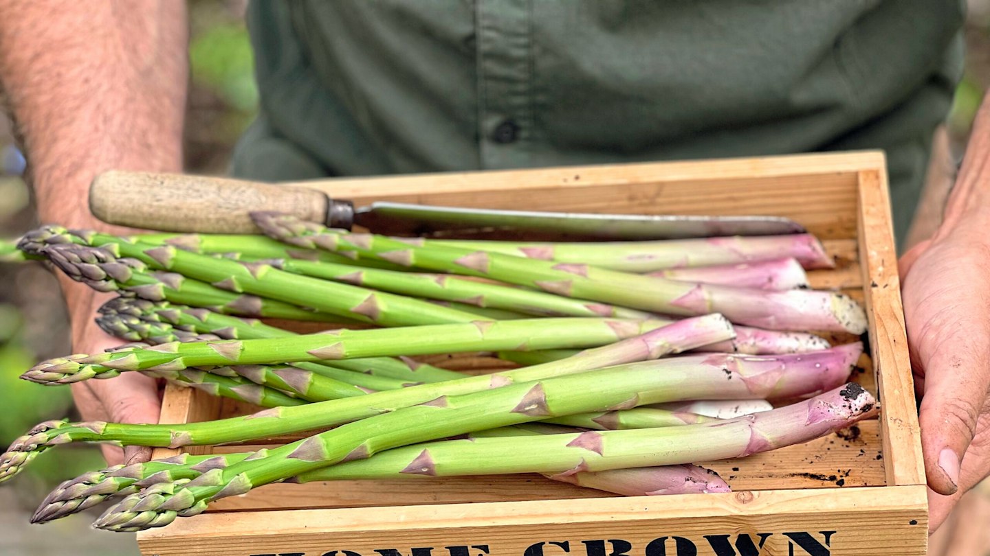 Grow your own asparagus: how to plant, care for and enjoy this gourmet ...