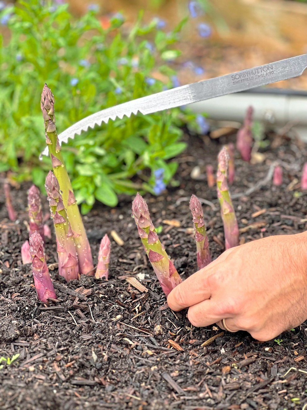 Grow your own asparagus: how to plant, care for and enjoy this gourmet ...