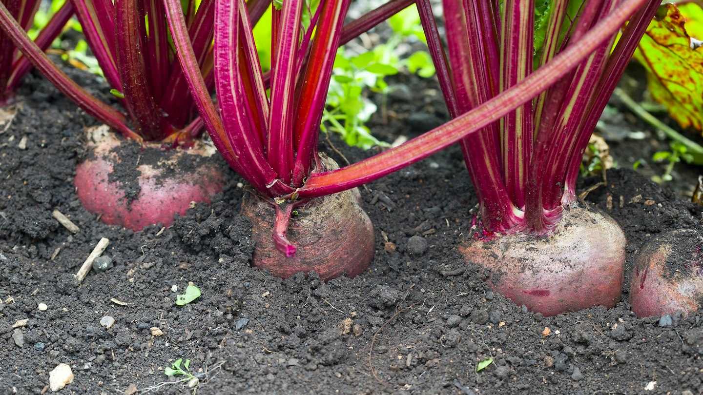 Ground Beetroot How to grow beetroot for colour, flavour and variety | %%channel_name%%