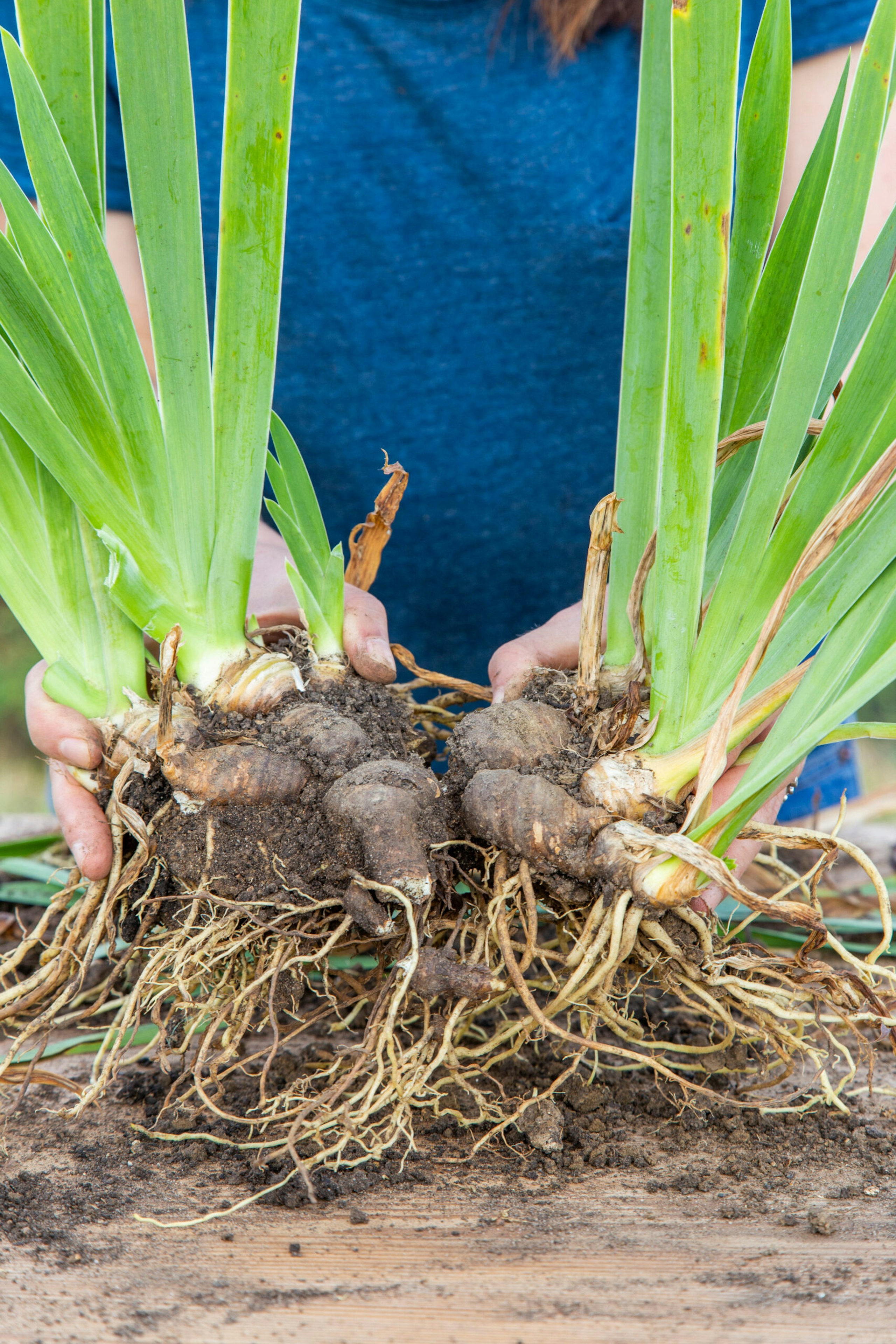 Woman dividing lifted rhizomes of Iris germanica 'Blue Rhythm' - Bearded Iris.
