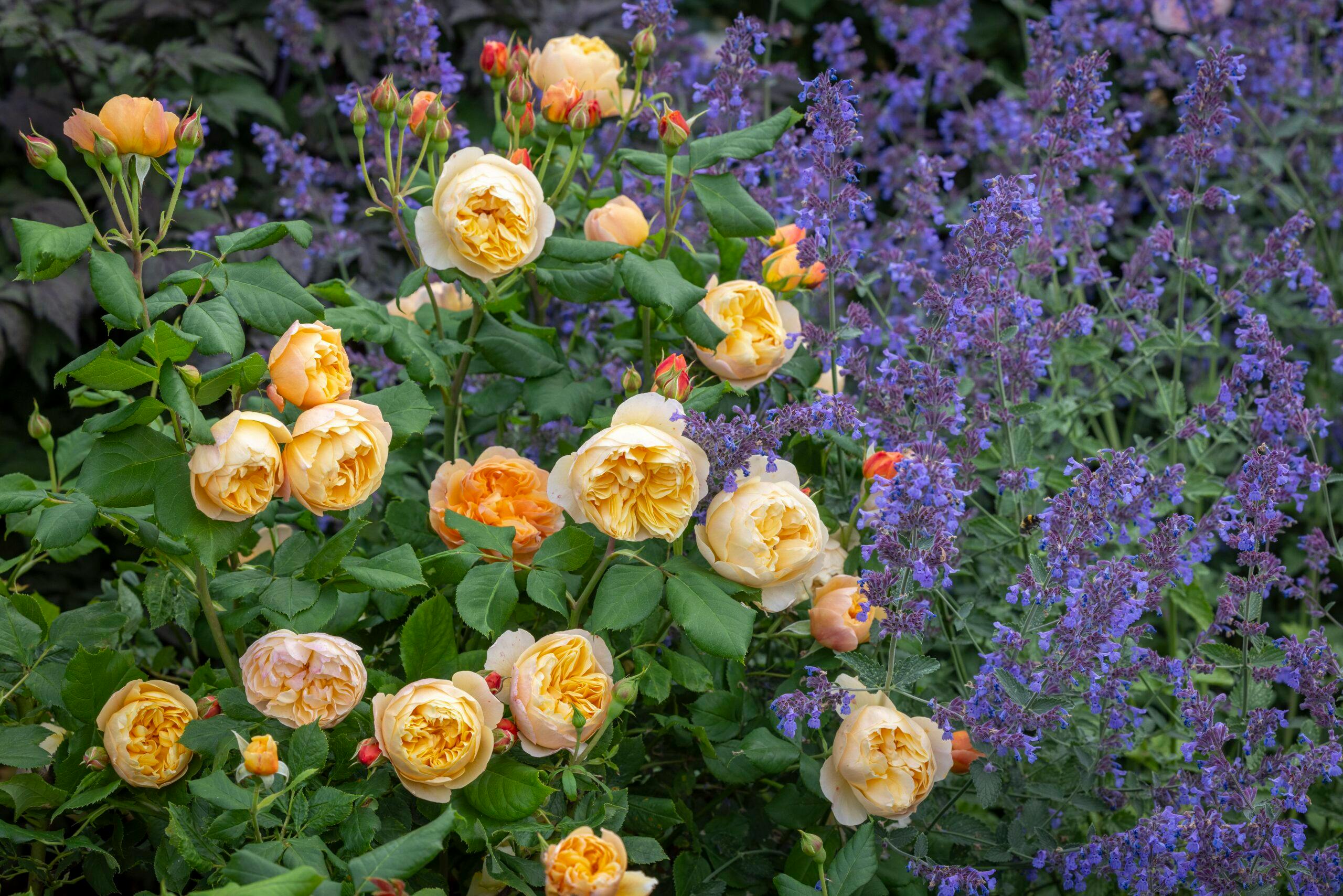 10 of the best companion plants to grow with roses | %%channel_name%%
