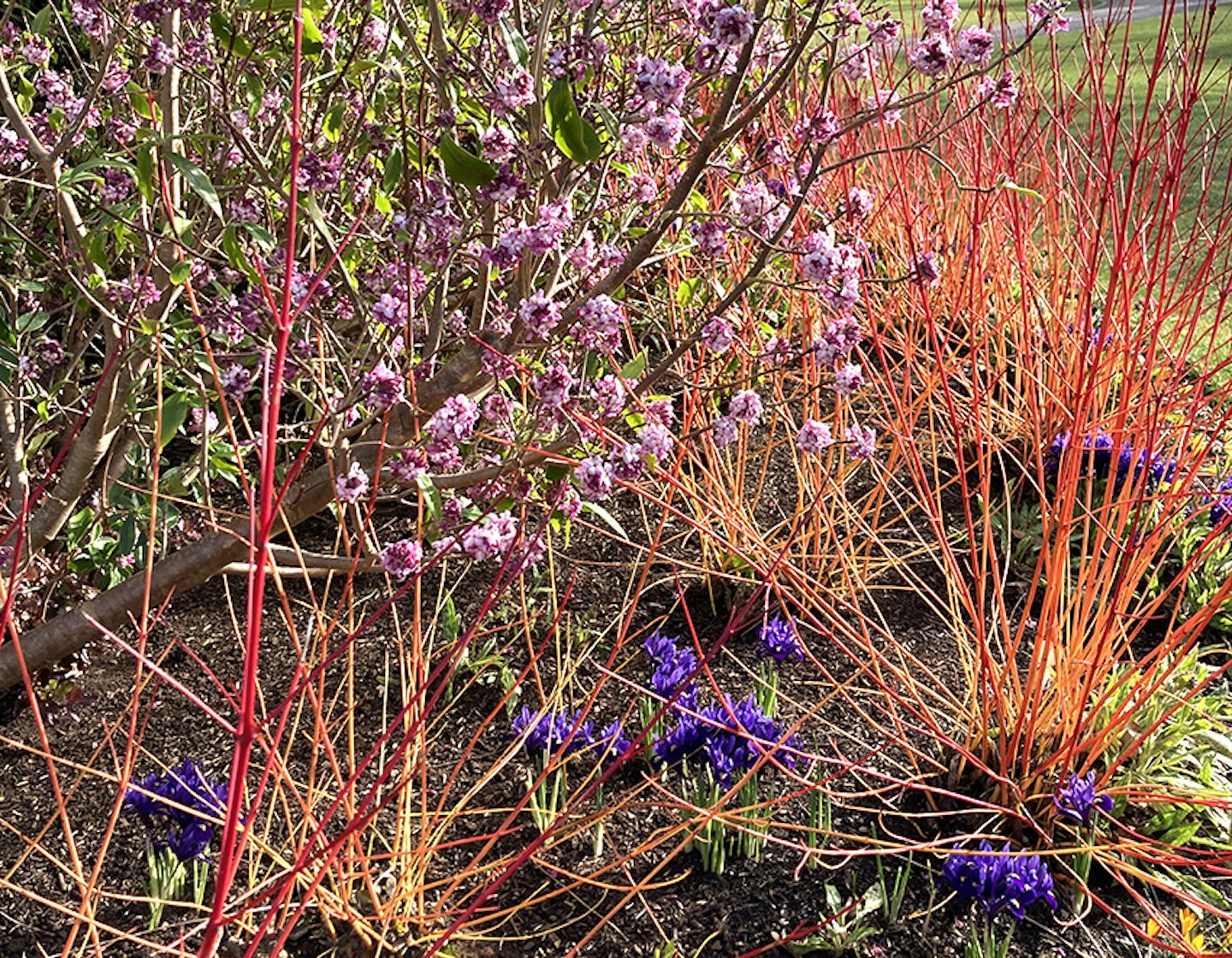 Daphne, dogwoods and iris on the winter walk at RHS Garden Harlow Carr