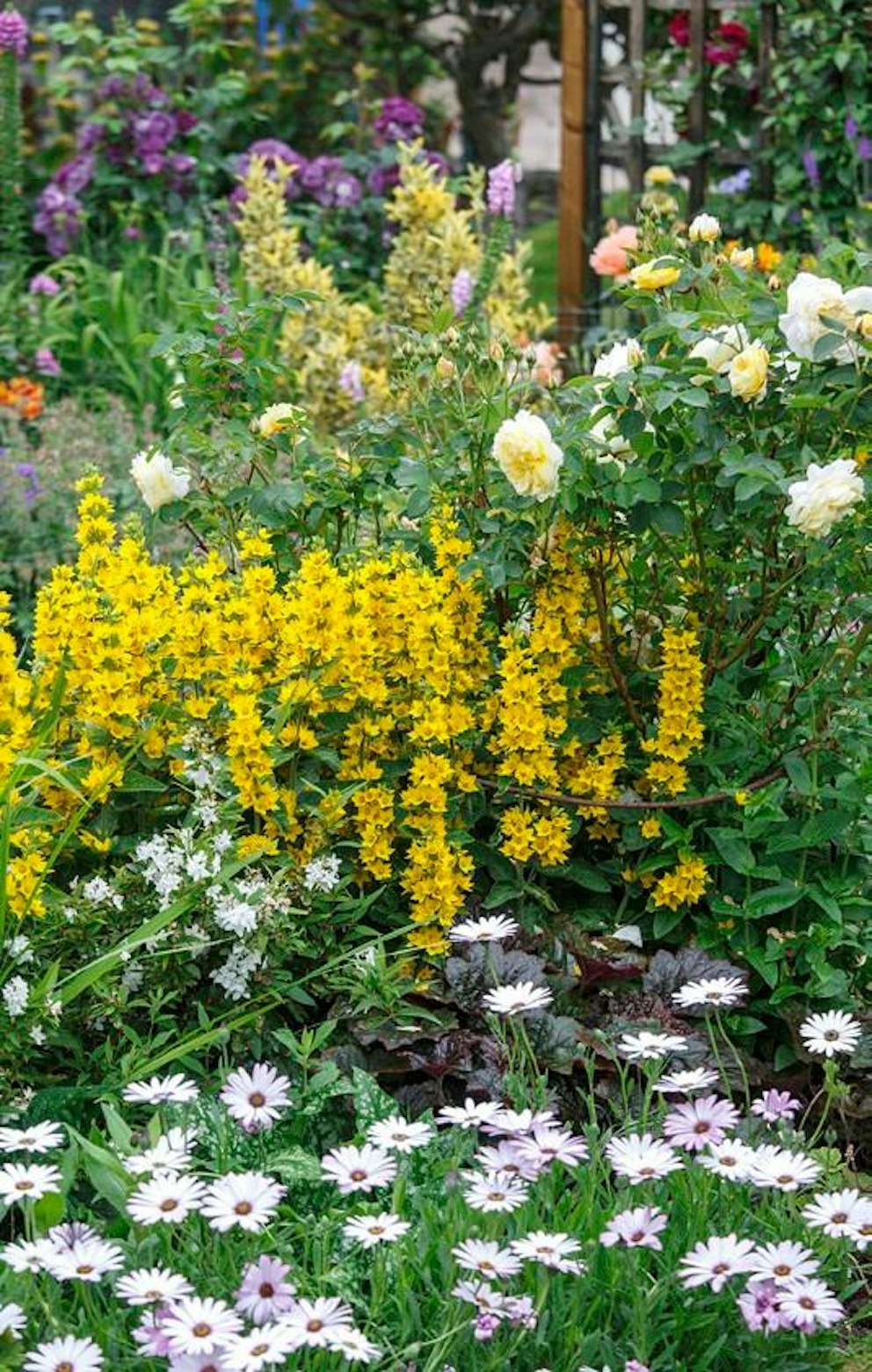 Pale Lemon Roses Packing a punch | Garden Answers
