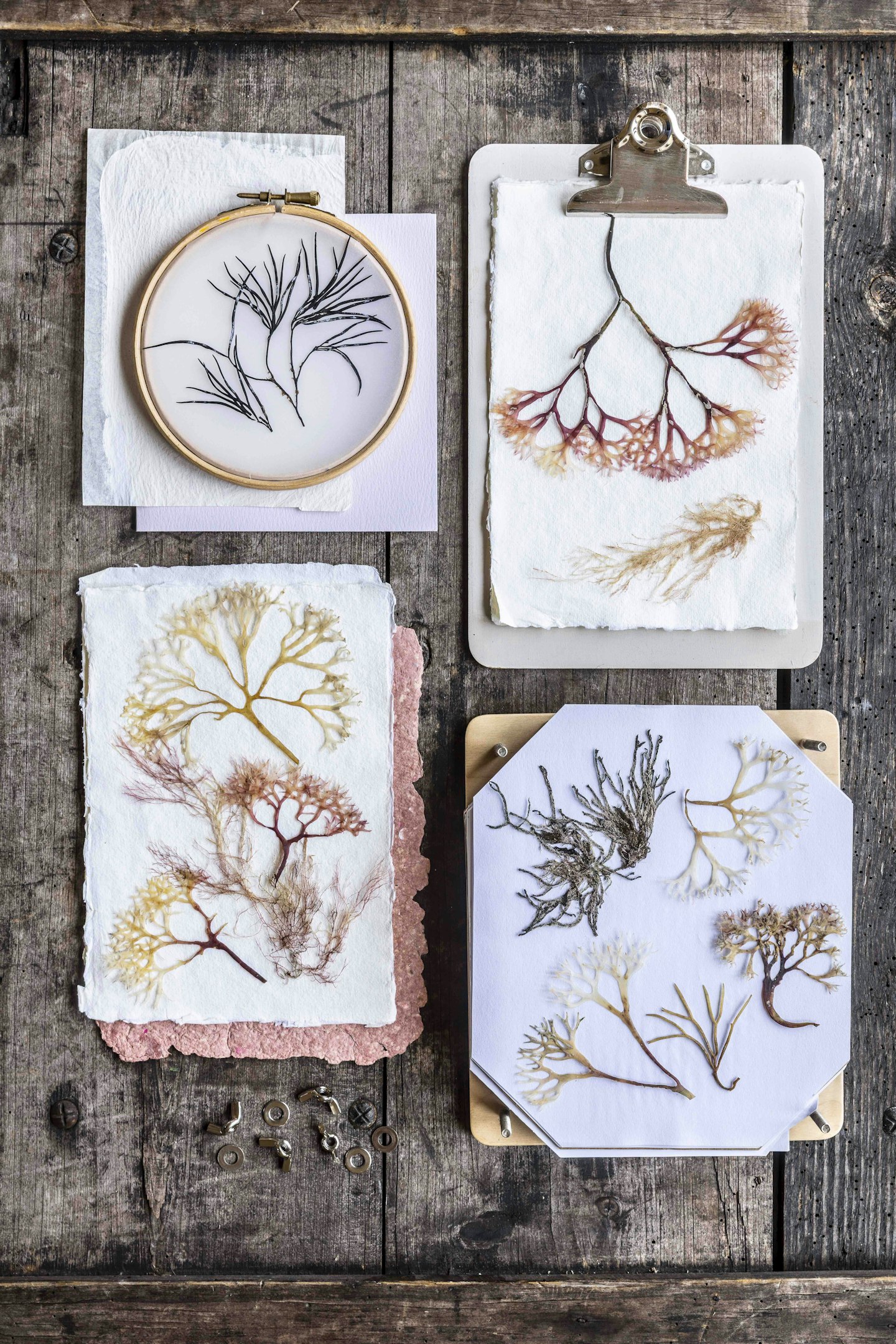A craft to make coastal artworks from dried seaweed, from the project in LandScape magazine.