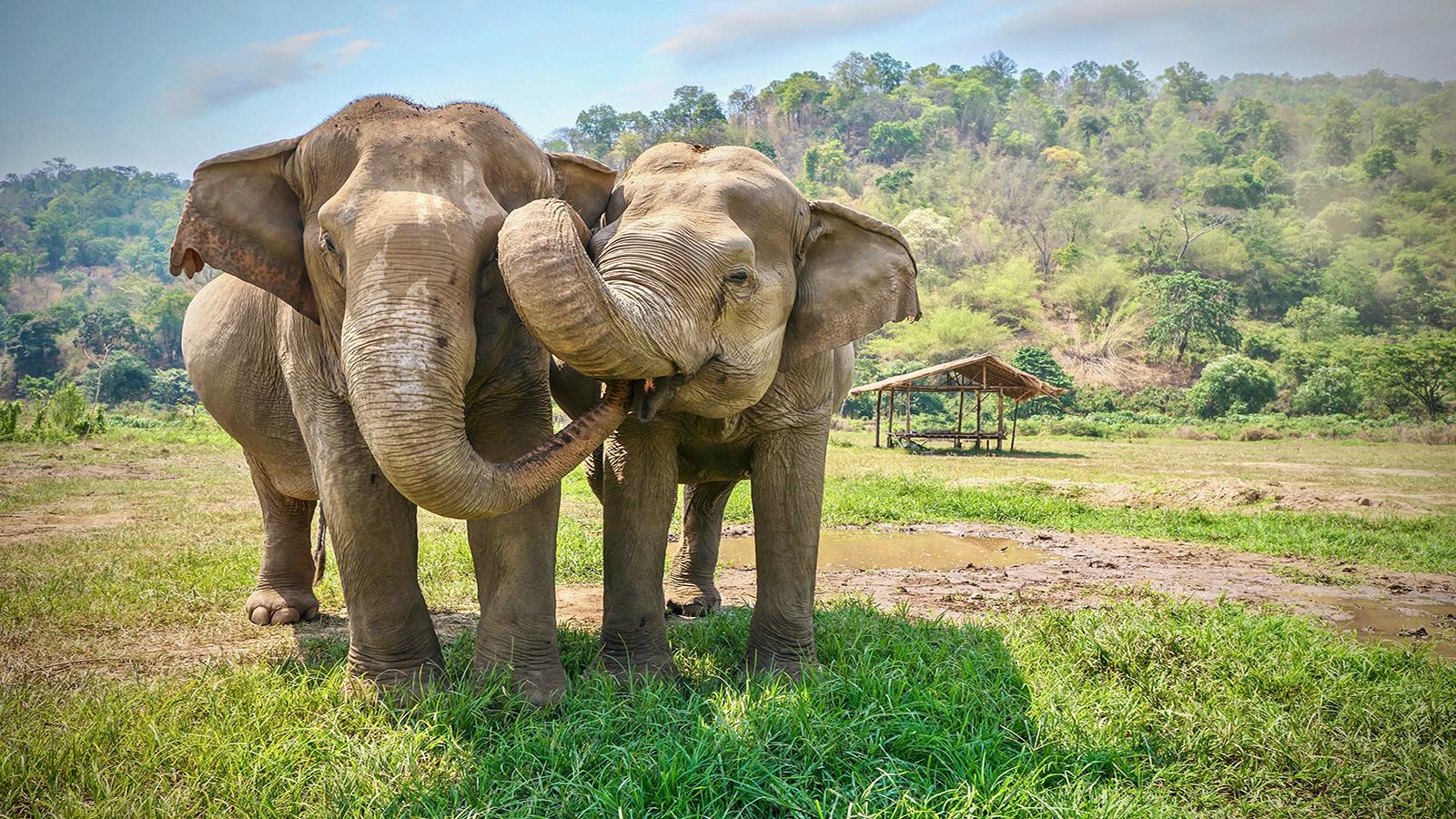 Can Elephants Solve Puzzles? | Puzzles | PuzzlesHQ