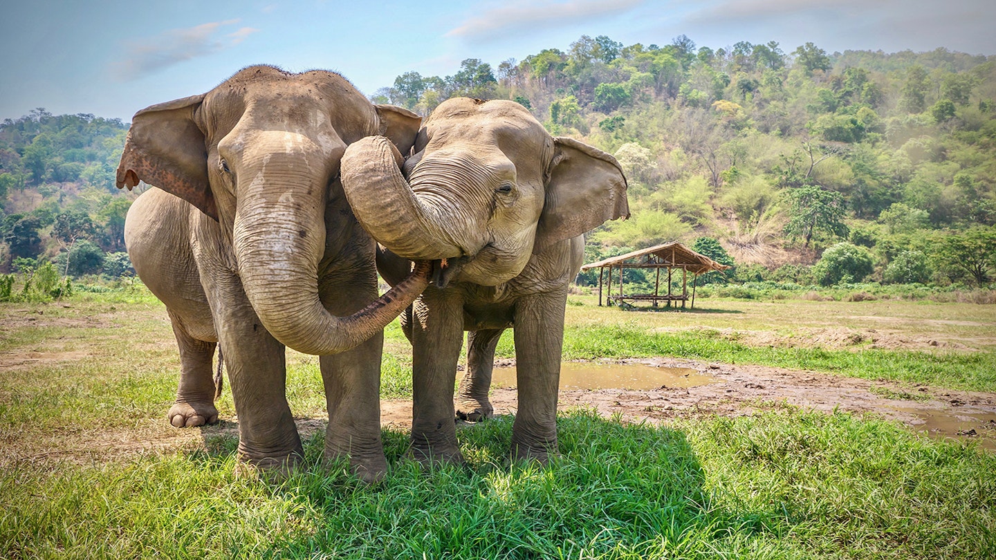 Two Asian elephants