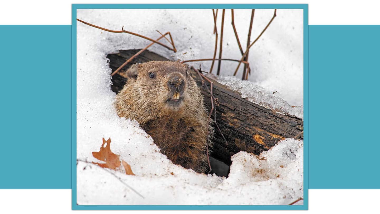 Groundhog coming out of hole in winter