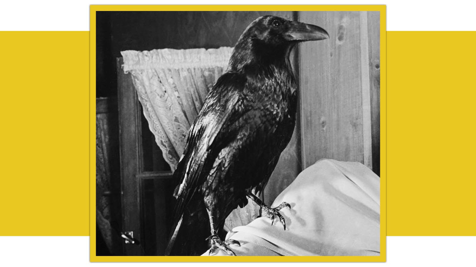 Jimmy The Raven’s Hollywood History: Cawing On Command And Dealing ...