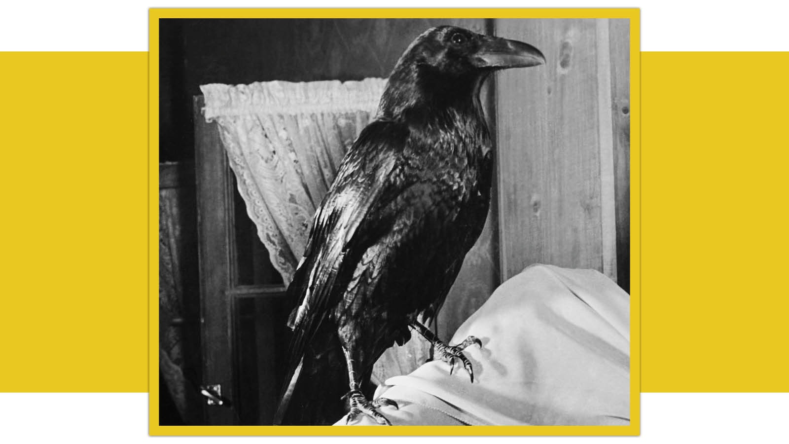 Jimmy The Raven’s Hollywood History: Cawing On Command And Dealing ...