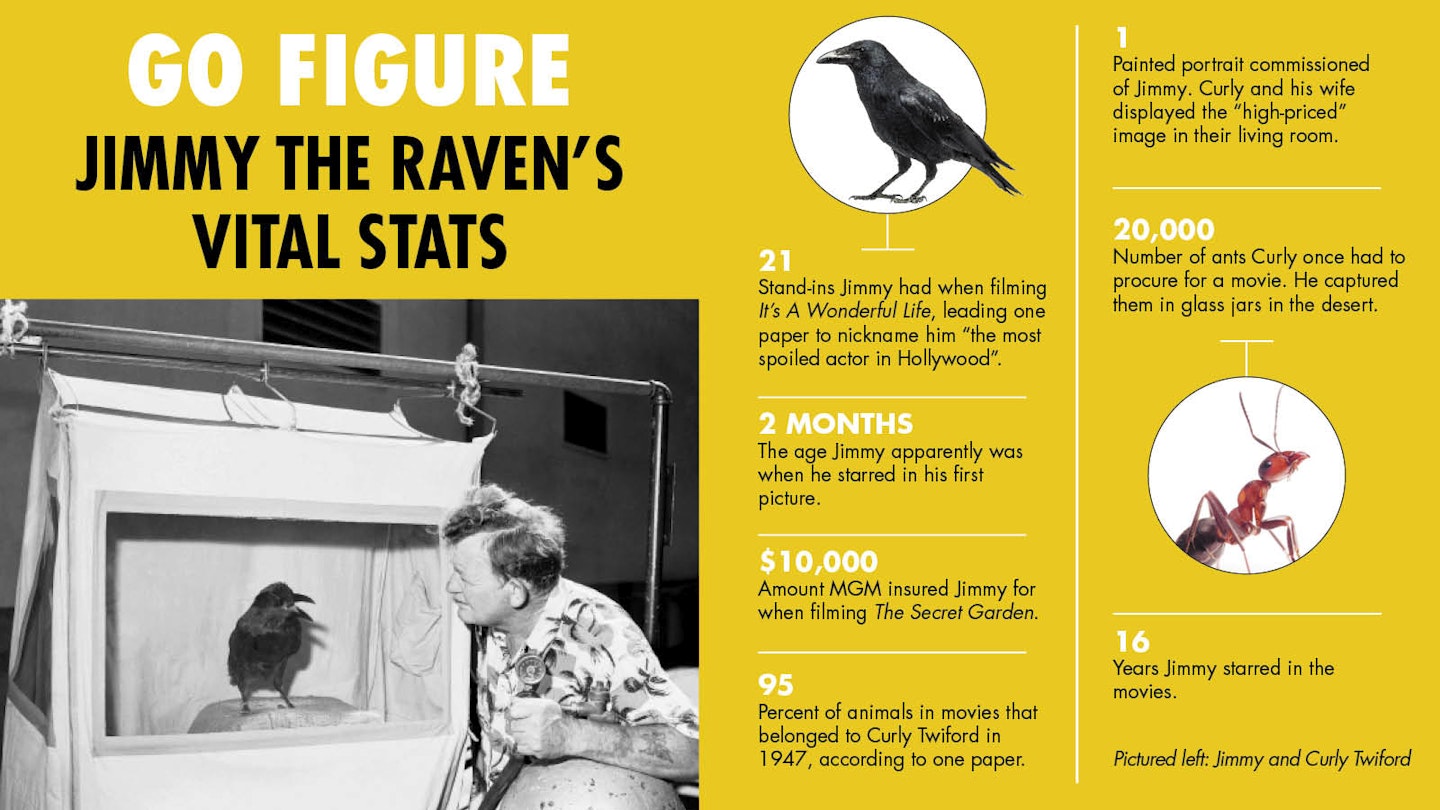 Jimmy the Raven facts and Curly Twiford photo