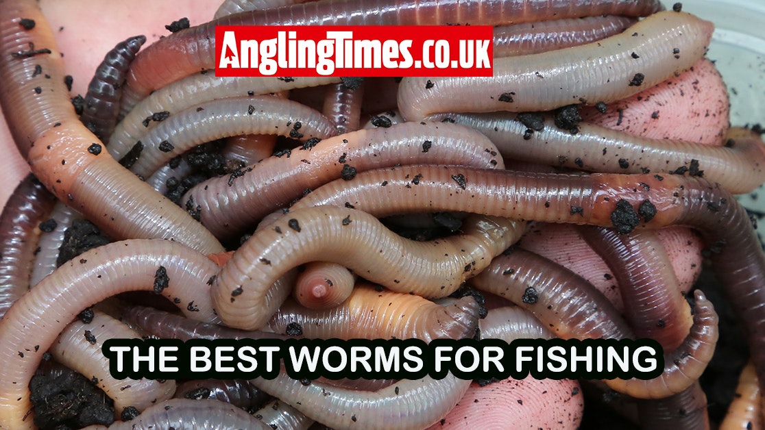 Where To Find Red Wigglers