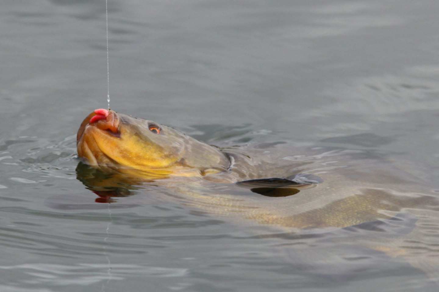 Try this maggot feeder rig for big tench