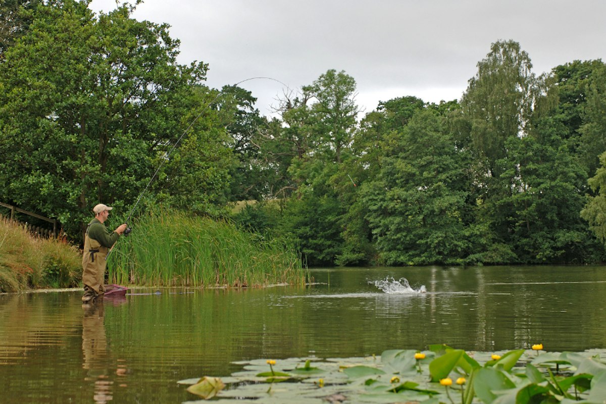 Try this maggot feeder rig for big tench