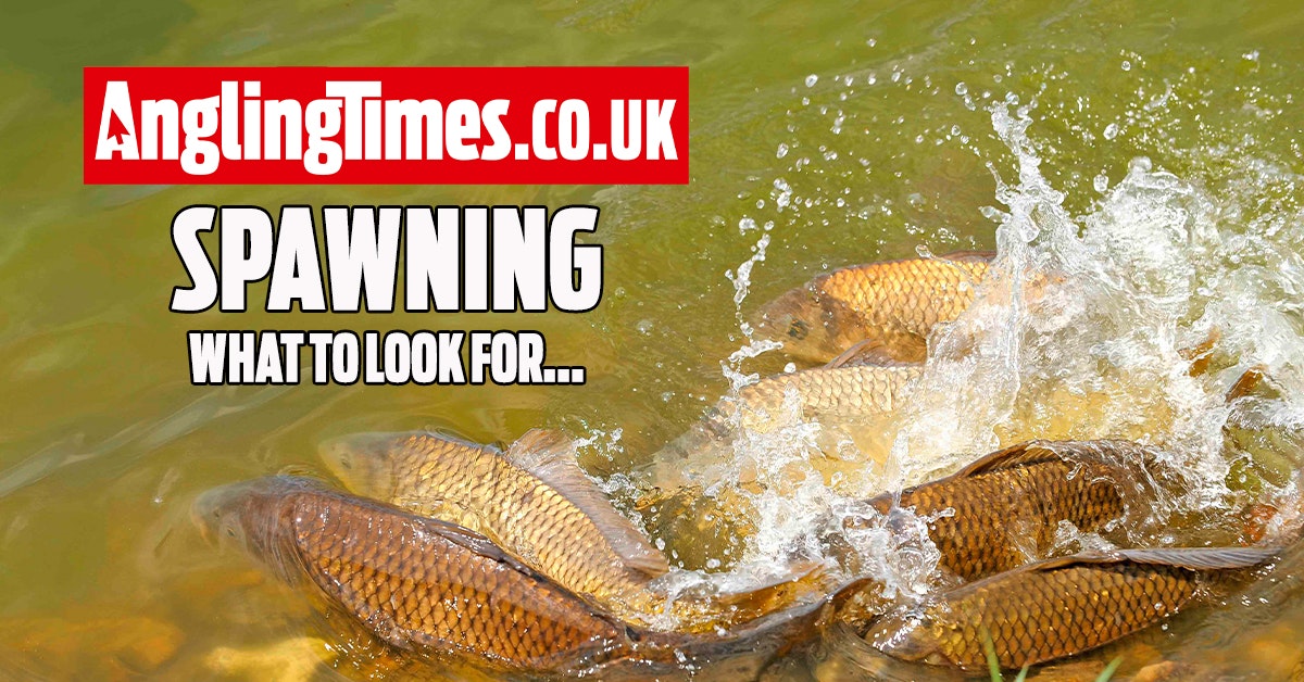 FISH SPAWNING – WHAT TO LOOK OUT FOR